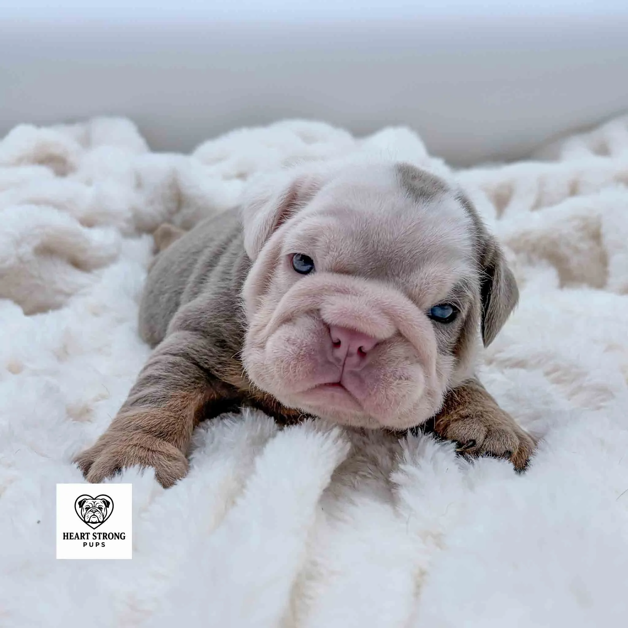 Lilac and tan English Bulldog with white face and the cutest wrinkles