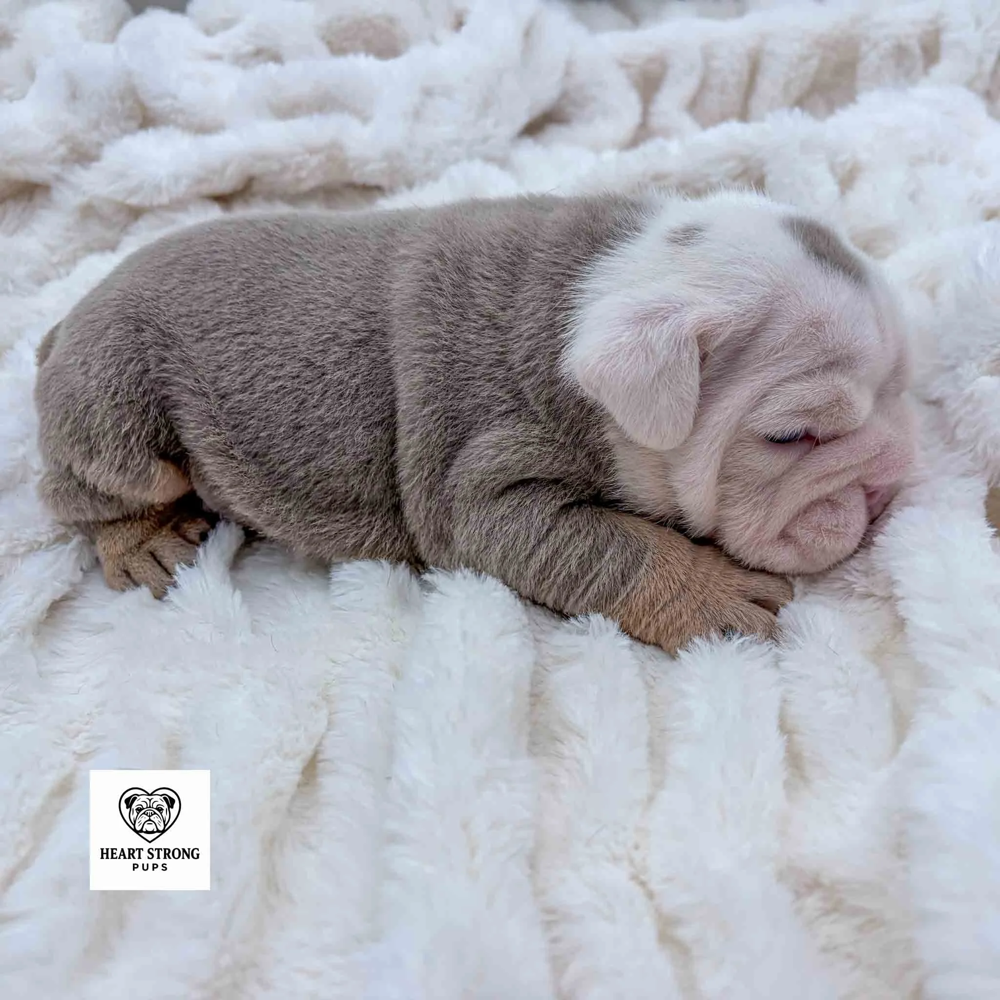 Lilac and tan English Bulldog puppy with full white face laying on a blanket