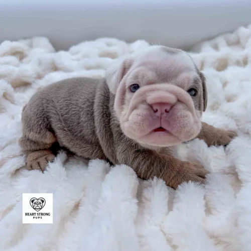 Lilac and tan colored English Bulldog that has a white face and a pink nose