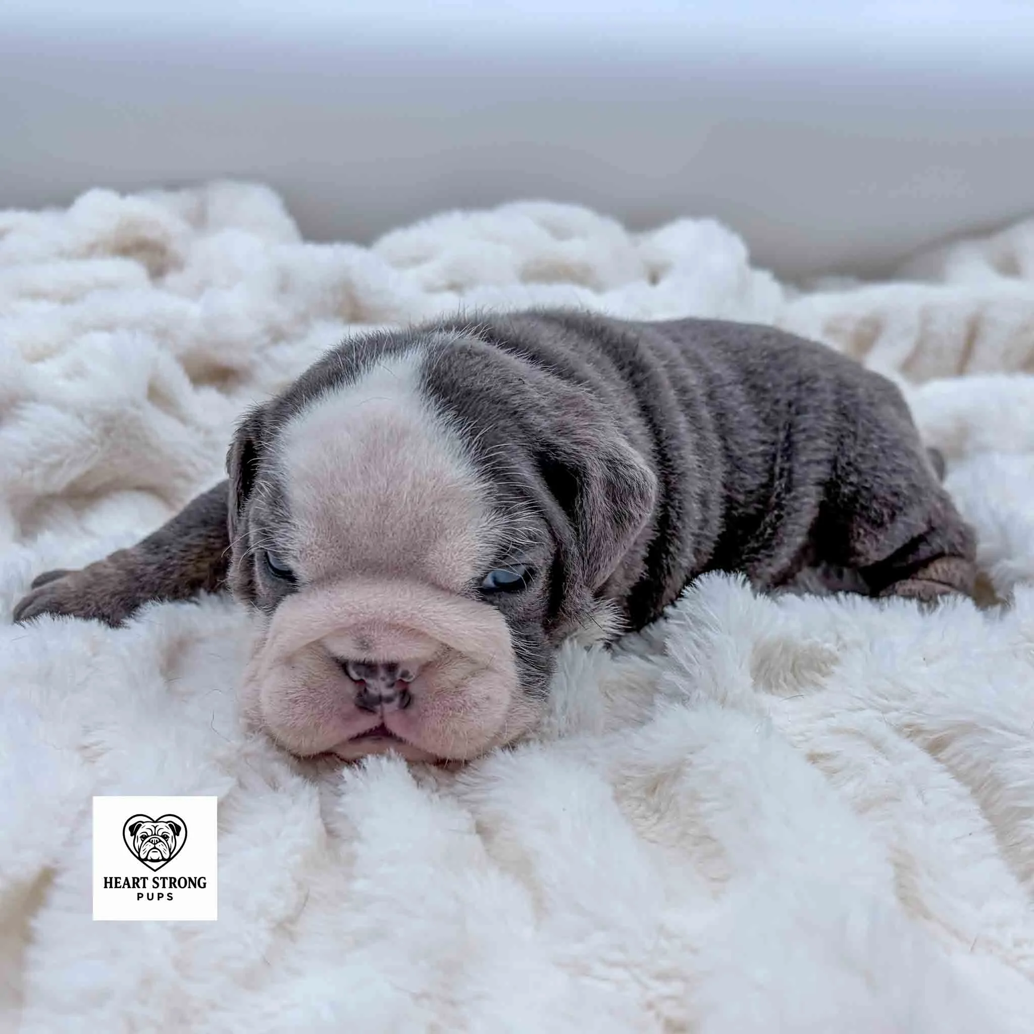 White faced English Bulldog puppy with a wrinkly face