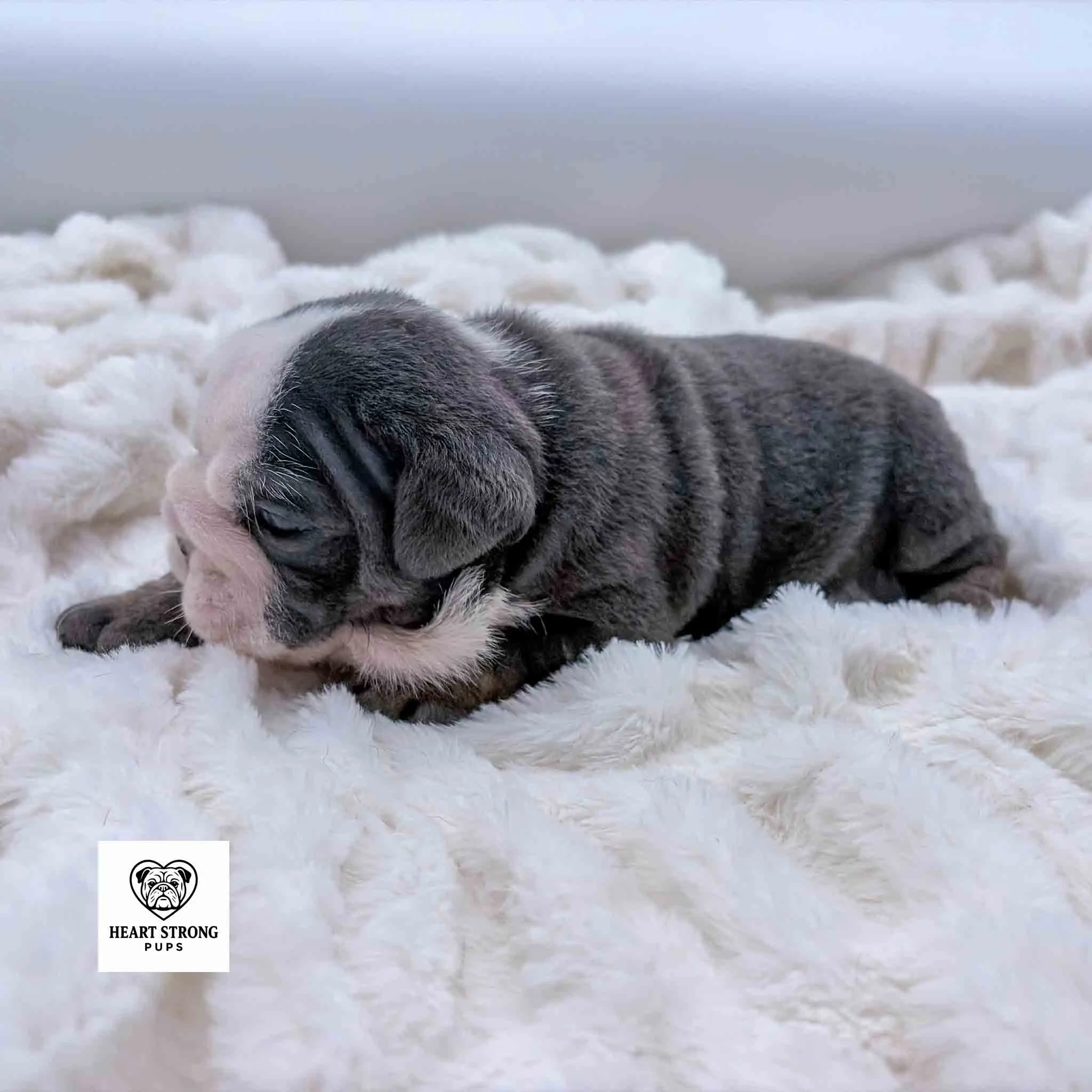 The blue English Bulldog laying on the soft white blanket. White markings on face and neck