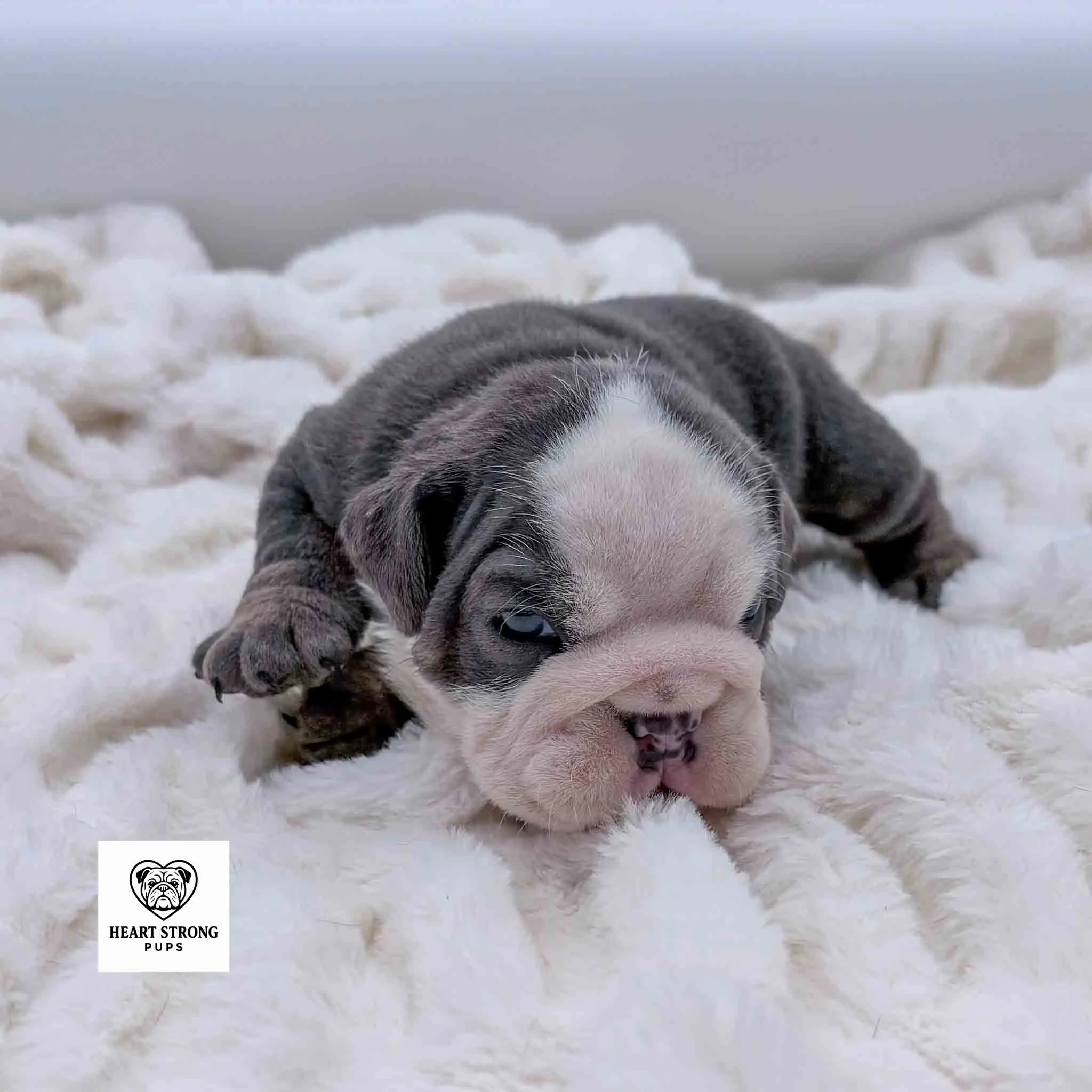 Chubbs laying on a soft white blanket. The English bulldog is blue and tan with a white face