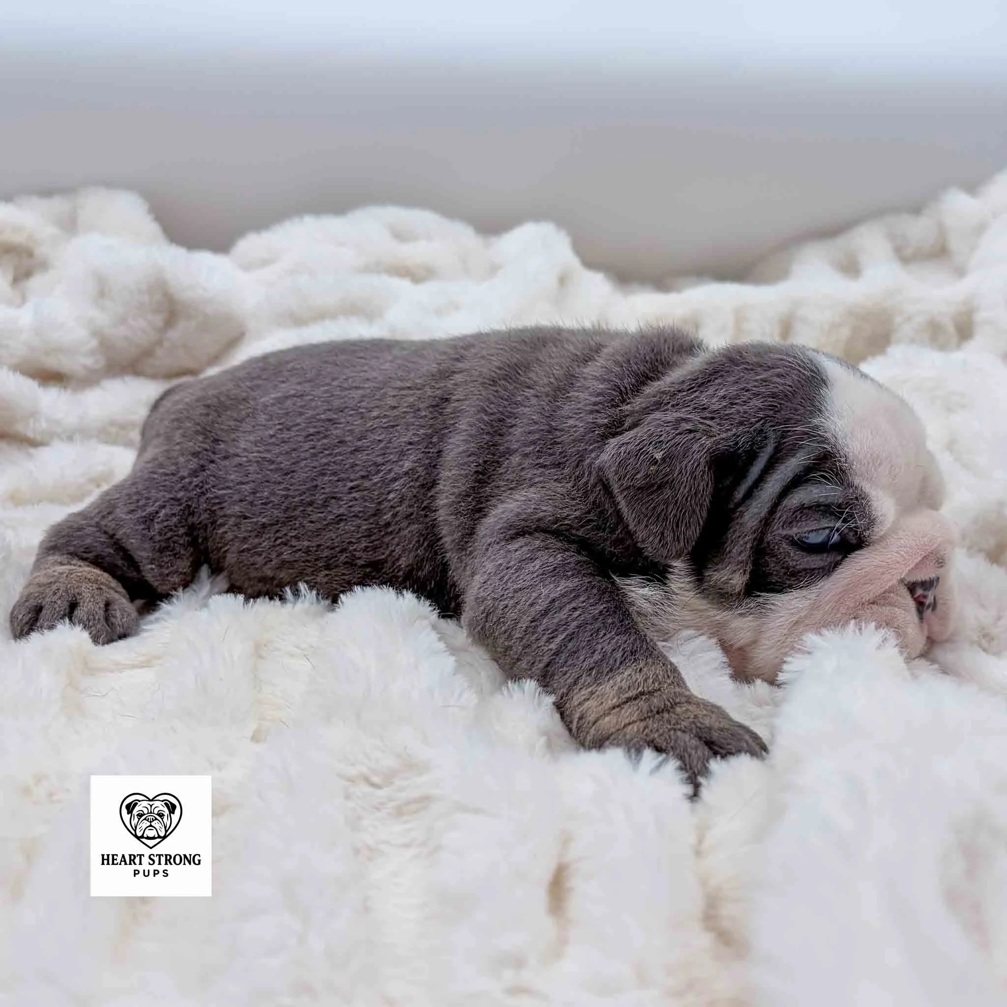 Chubbs the English Bulldog puppy laying on white blanket giving the do not disturb look