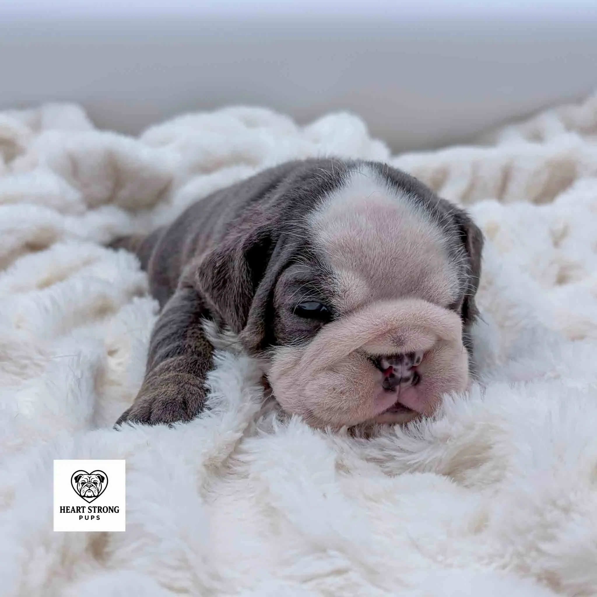 Chubbs the blue and tan English Bulldog pup with white face