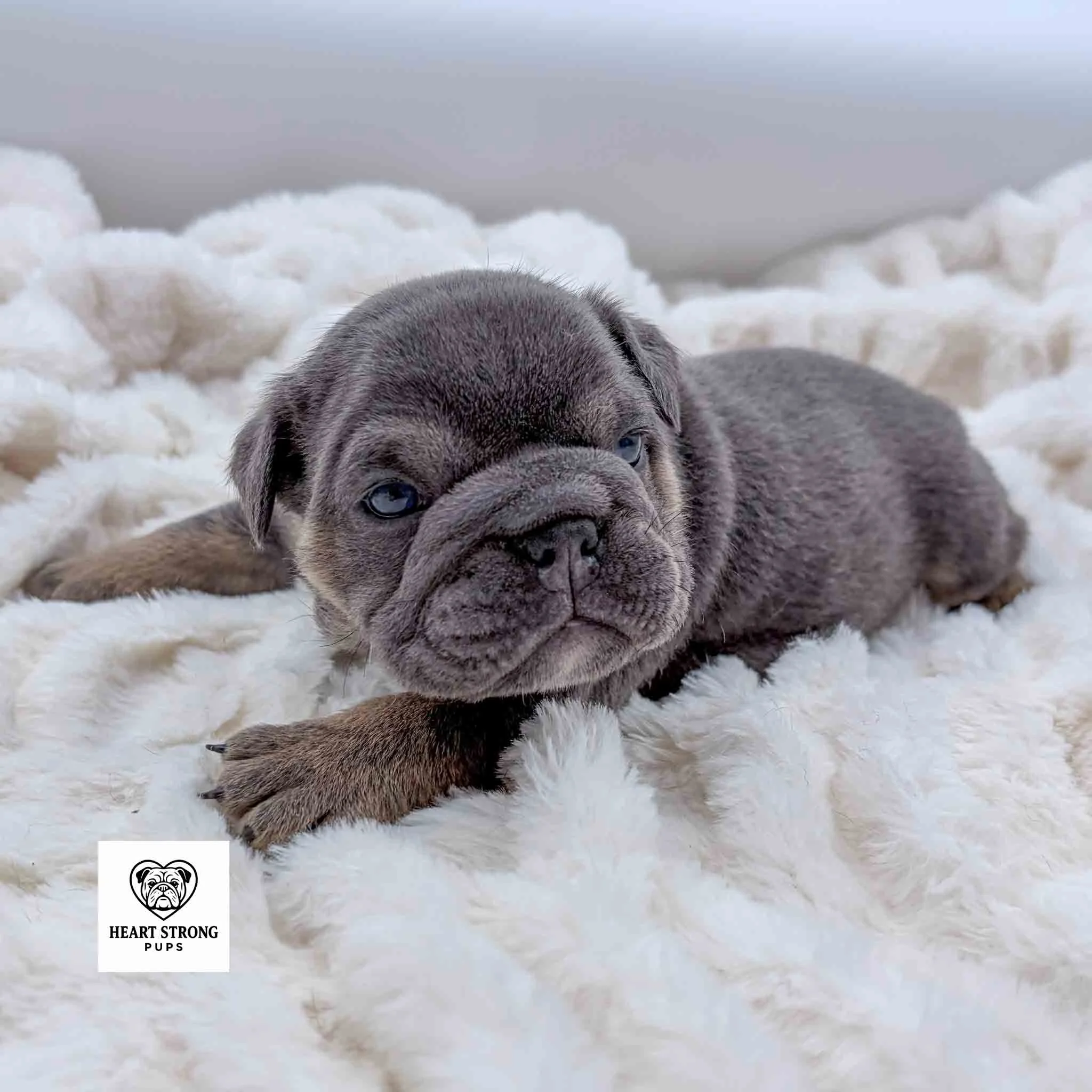 Millie the blue English Bulldog puppy laying on soft white blanket