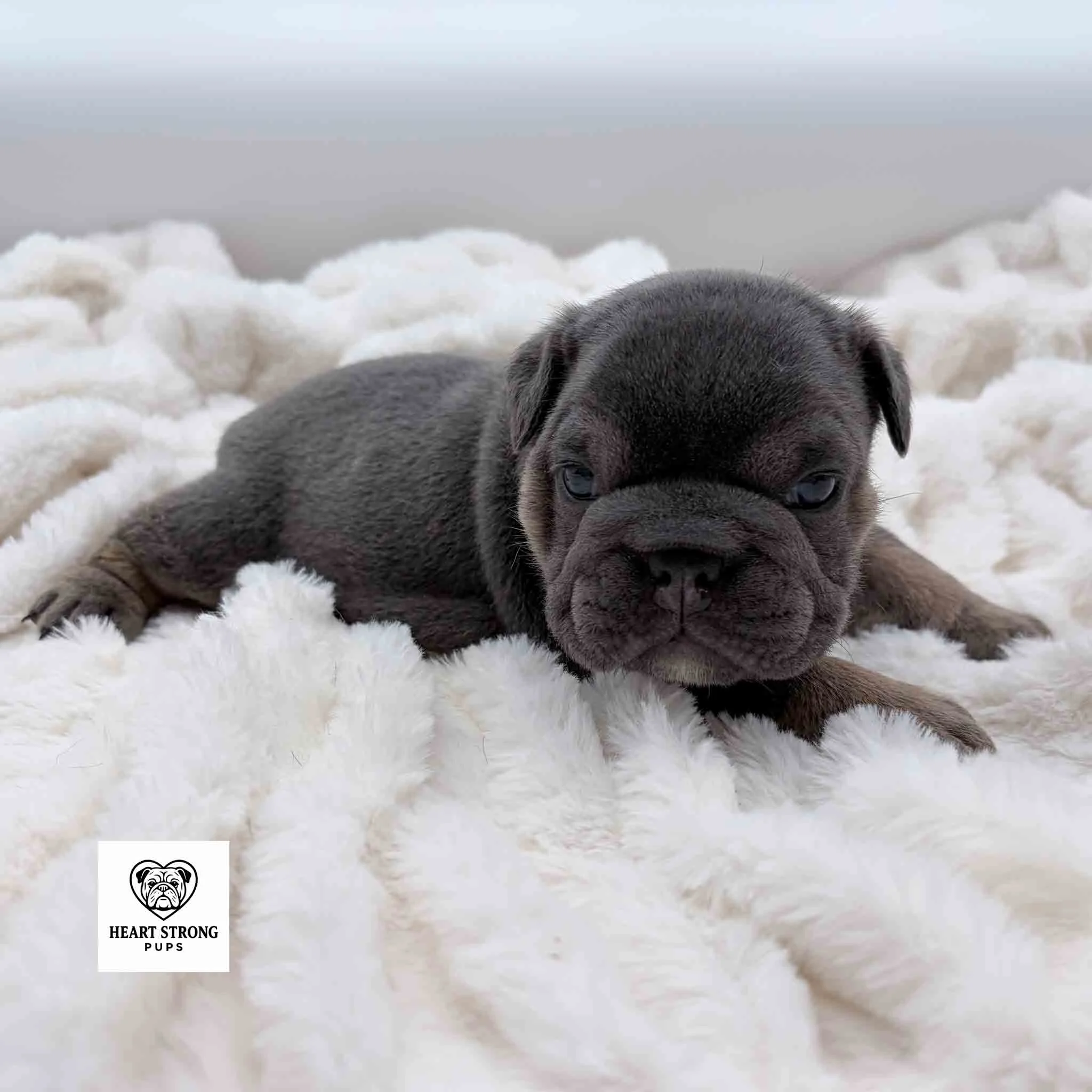 Millie the blue English Bulldog with white and tan markings laying of white blanket