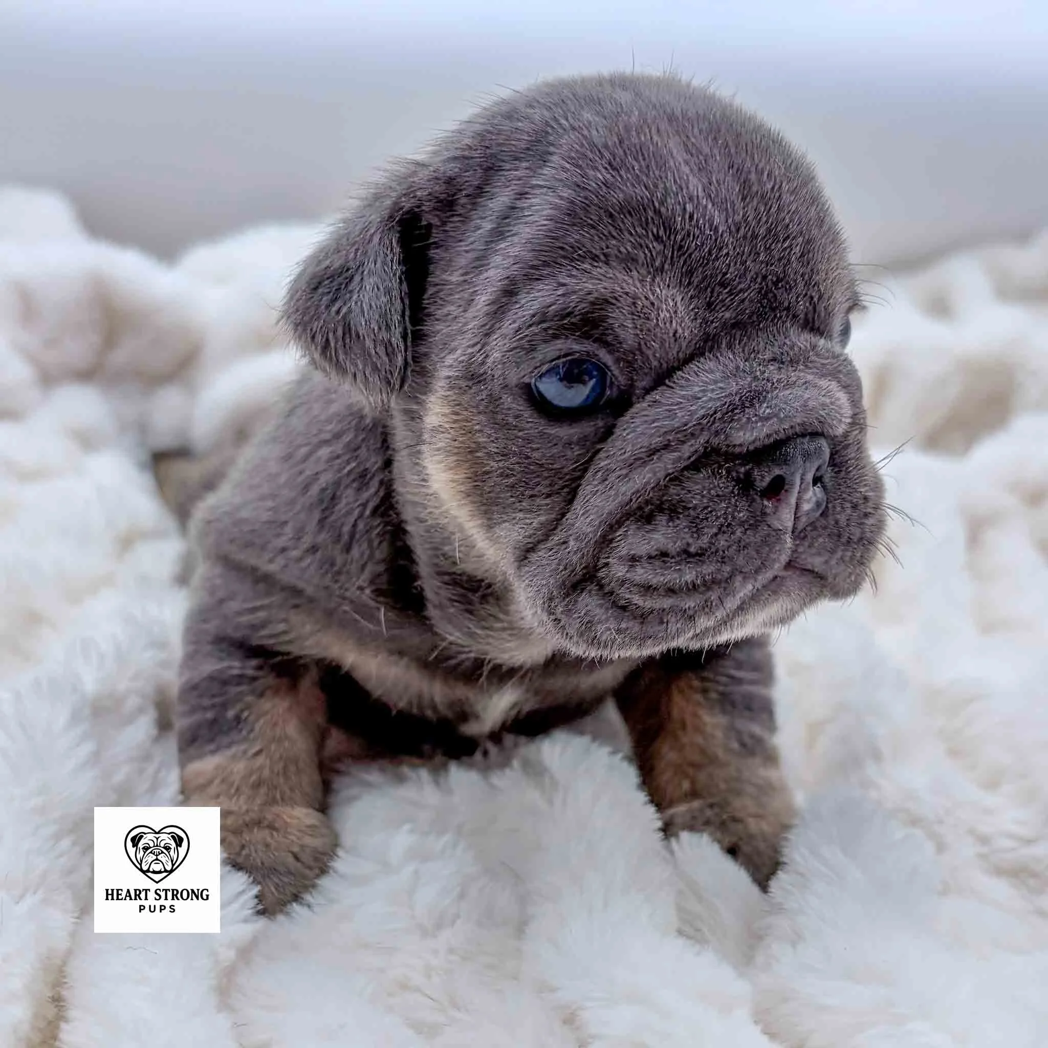 Millie the English Bulldog with whit and tan Markings