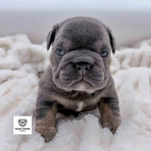Millie the English Bulldog puppy with white markings on chest