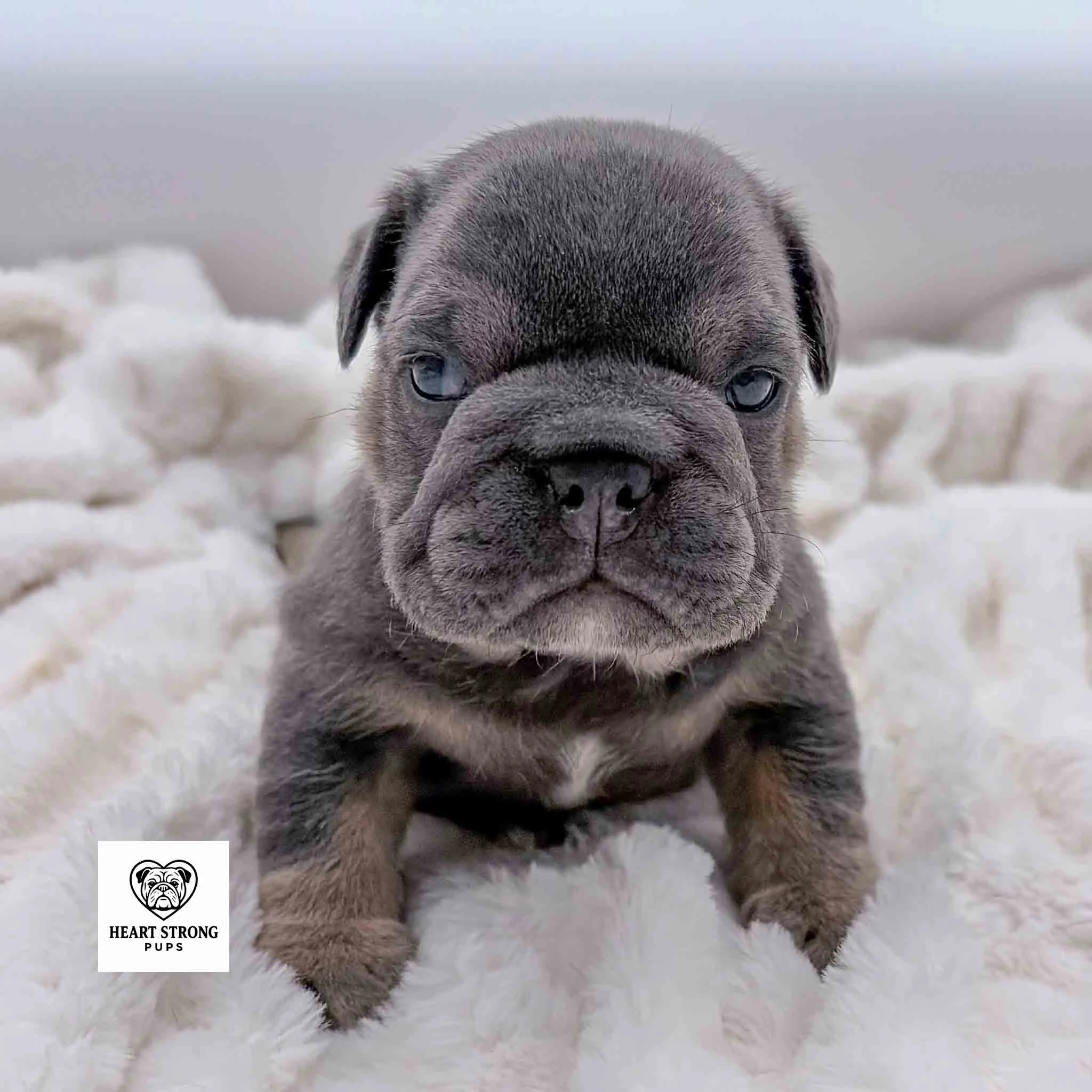 Millie the English Bulldog puppy with white markings on chest