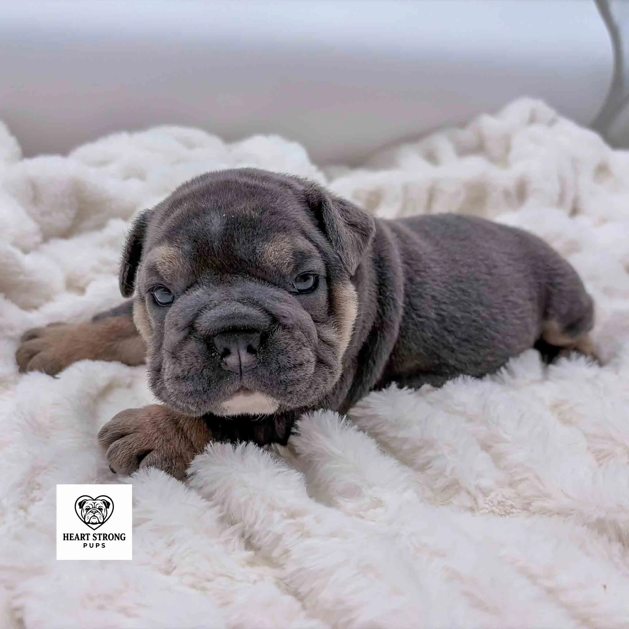 English Bulldog puppy looking at camera laying on soft white blanket