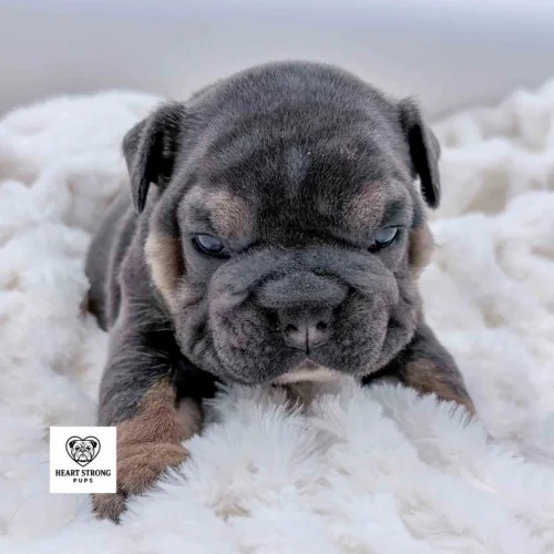 Rocky the English Bulldog puppy with tan markings and the cutest wrinkled face