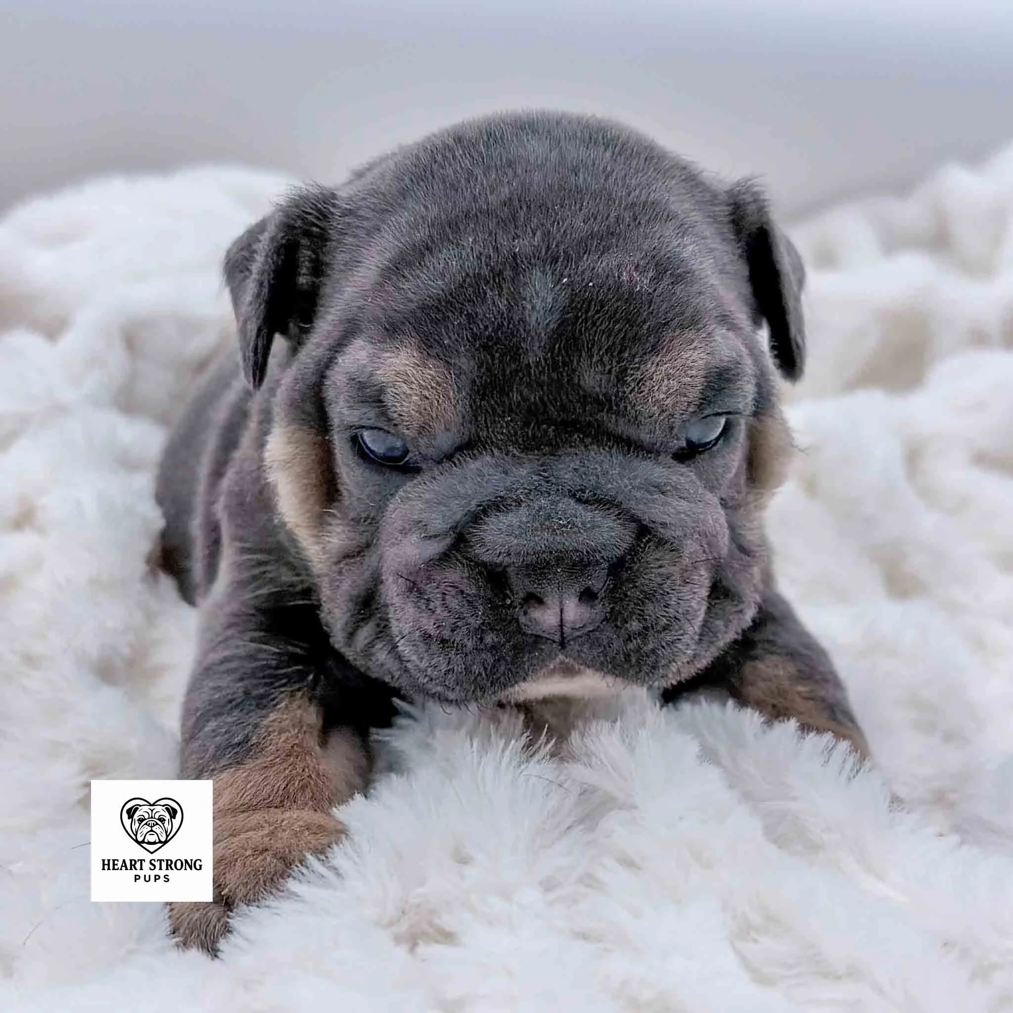 Rocky the English Bulldog puppy with tan markings and the cutest wrinkled face