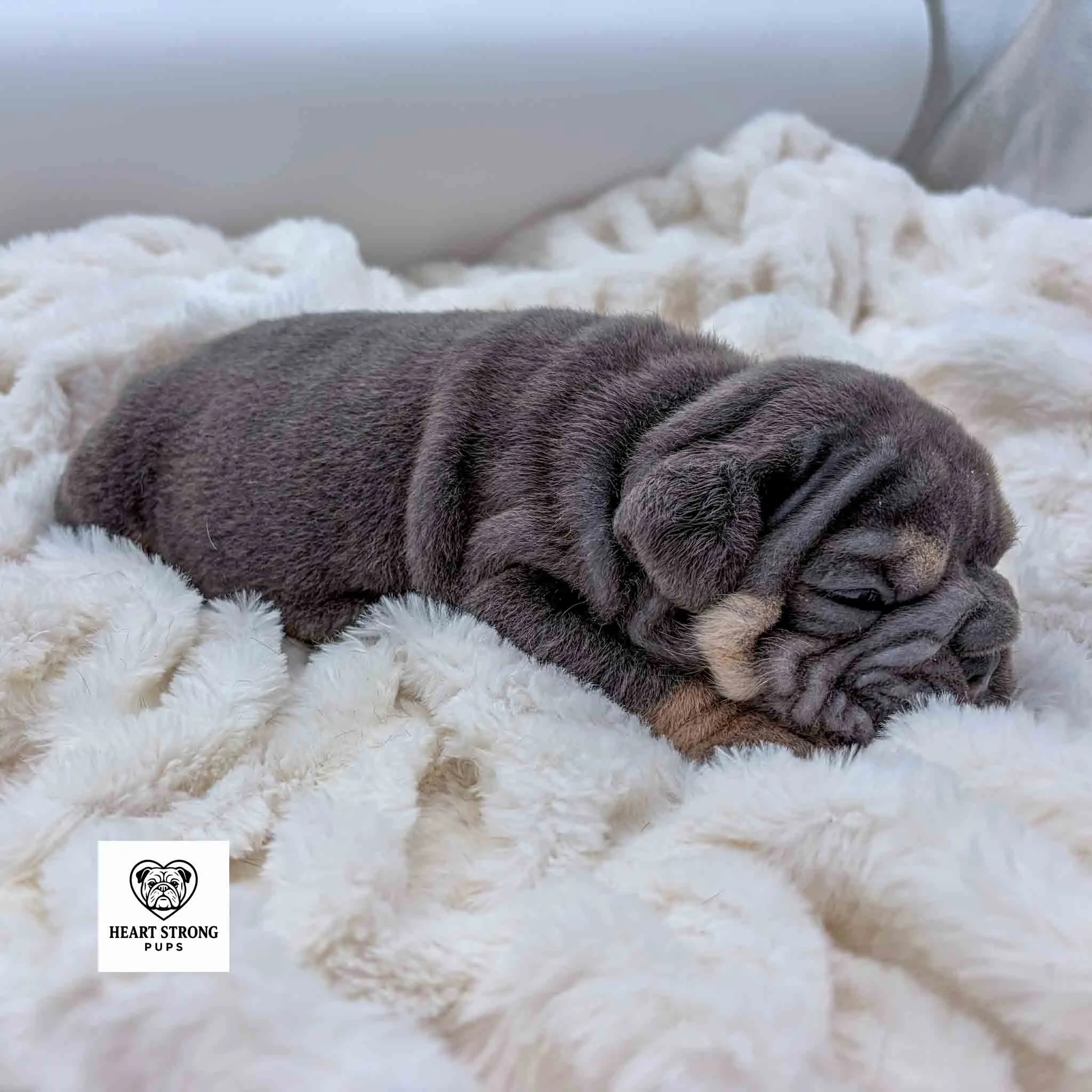 Rocky the English Bulldog puppy laying in a soft white blanket