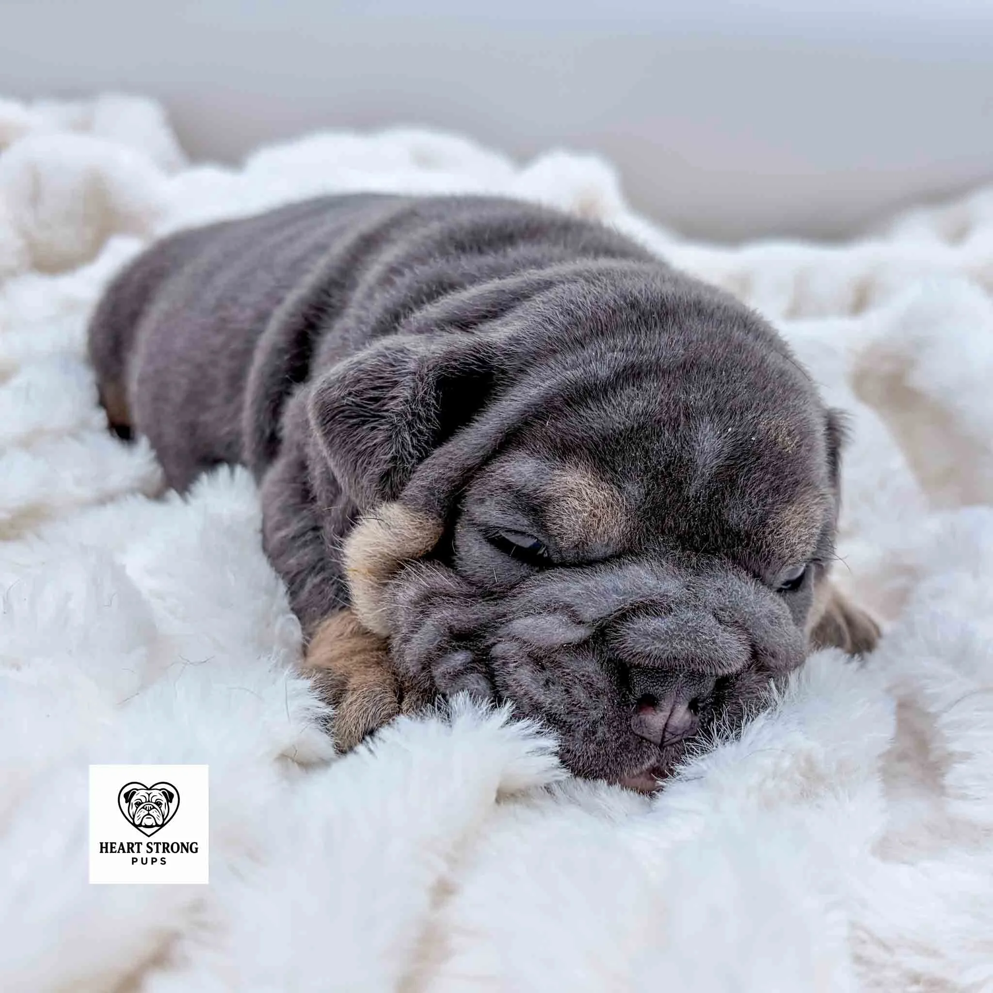 Rocky the English Bulldog puppy laying in a soft blanket