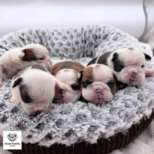 face photo of Newborn English Bulldog puppies