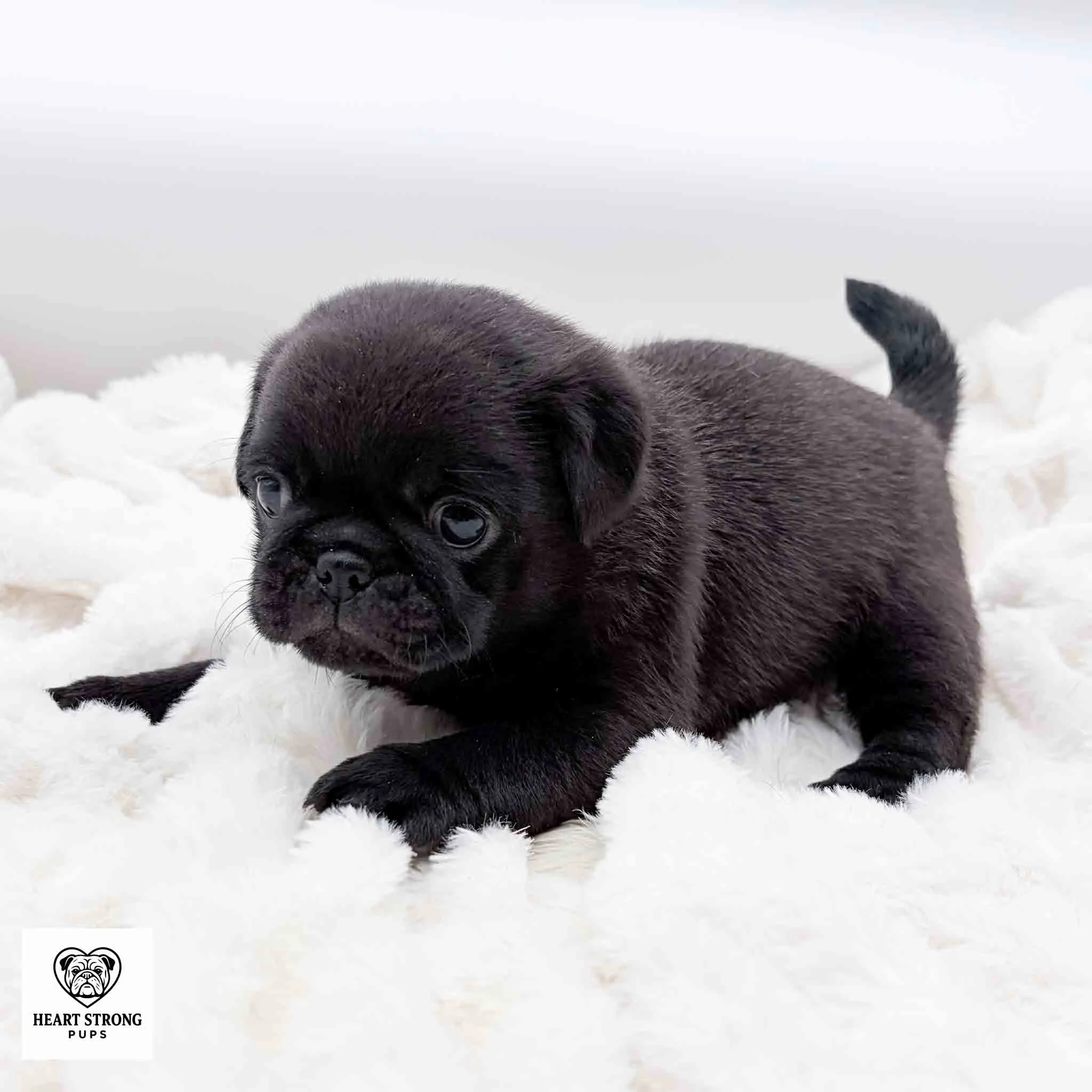 Ottis the Pug laying on his soft white blanket