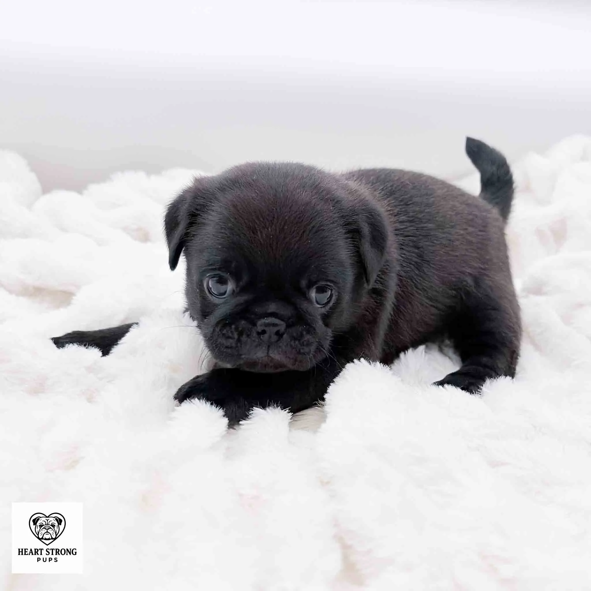 Ottis the black Pug with the cutest tail curled up and chilling on his soft white blanket