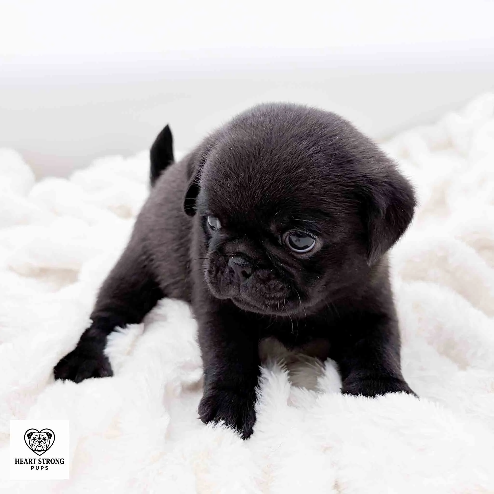 Ottis the Pug puppy sitting on his soft white blanket