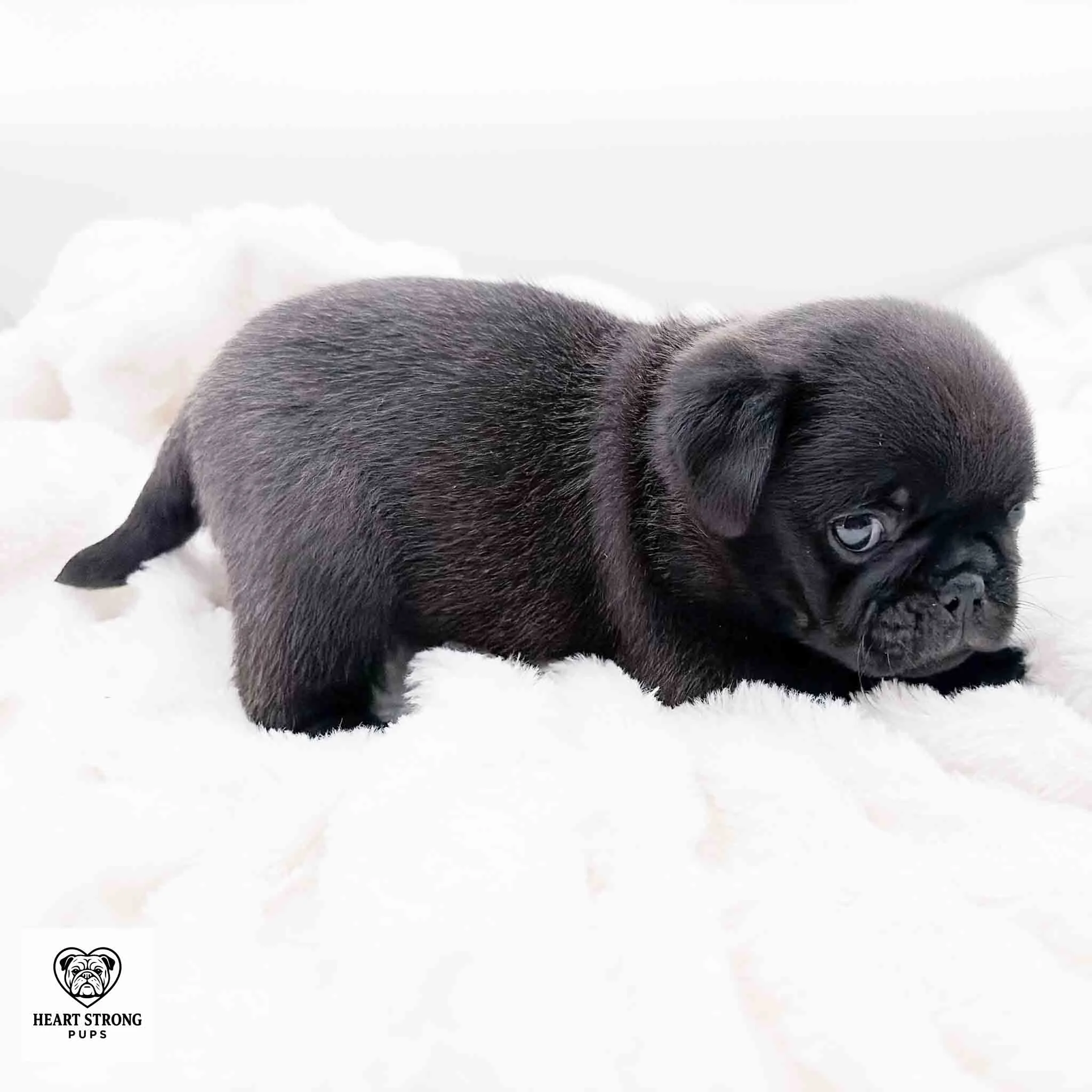Ottis the Pug giving the side eye