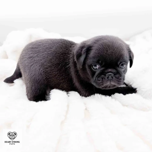 Ottis the black pug giving the side eye while curled up on his blanket