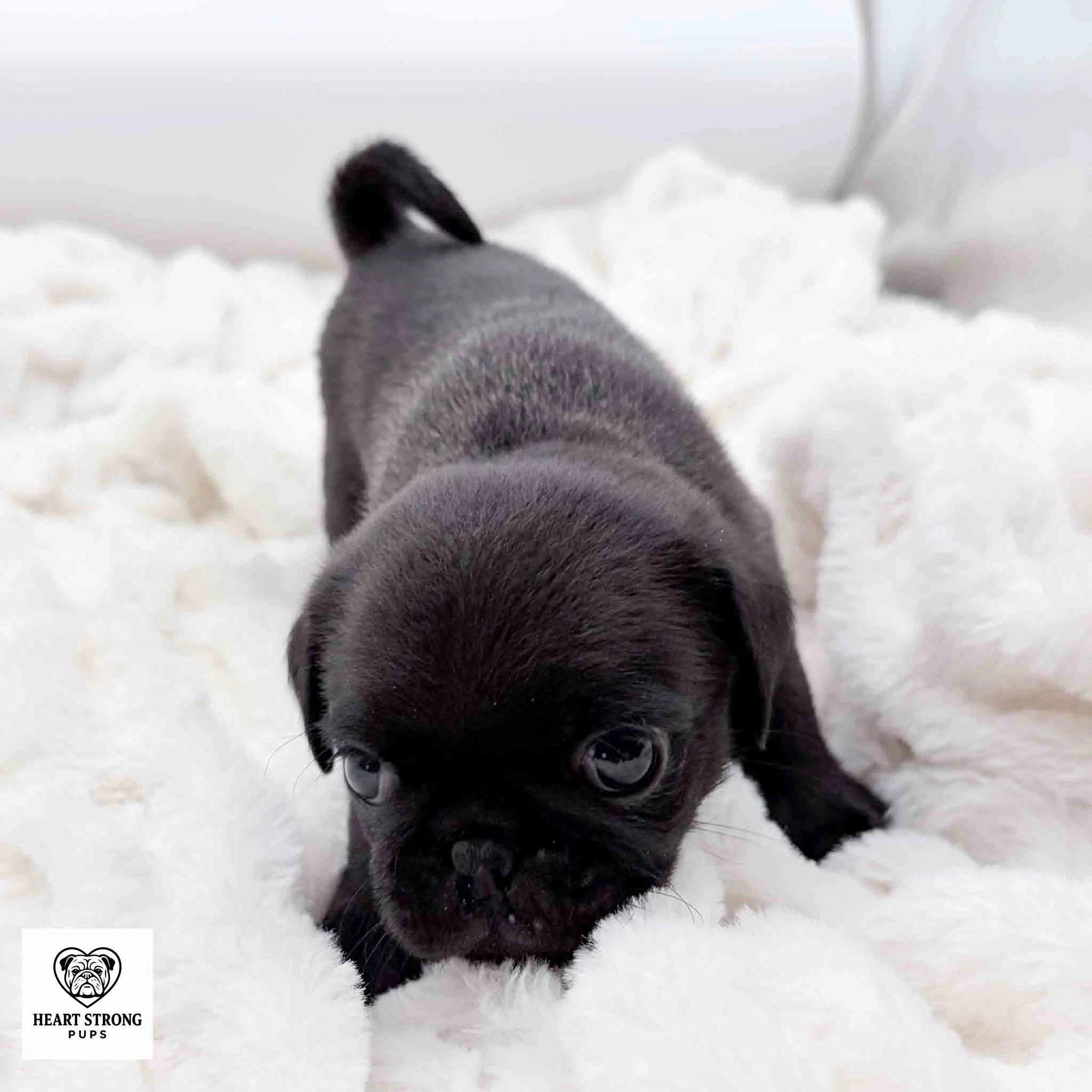 Ozzy the Pug pup checking out his soft white blanket