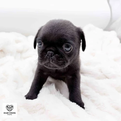 Ozzy the black Pug posing on soft white blanket