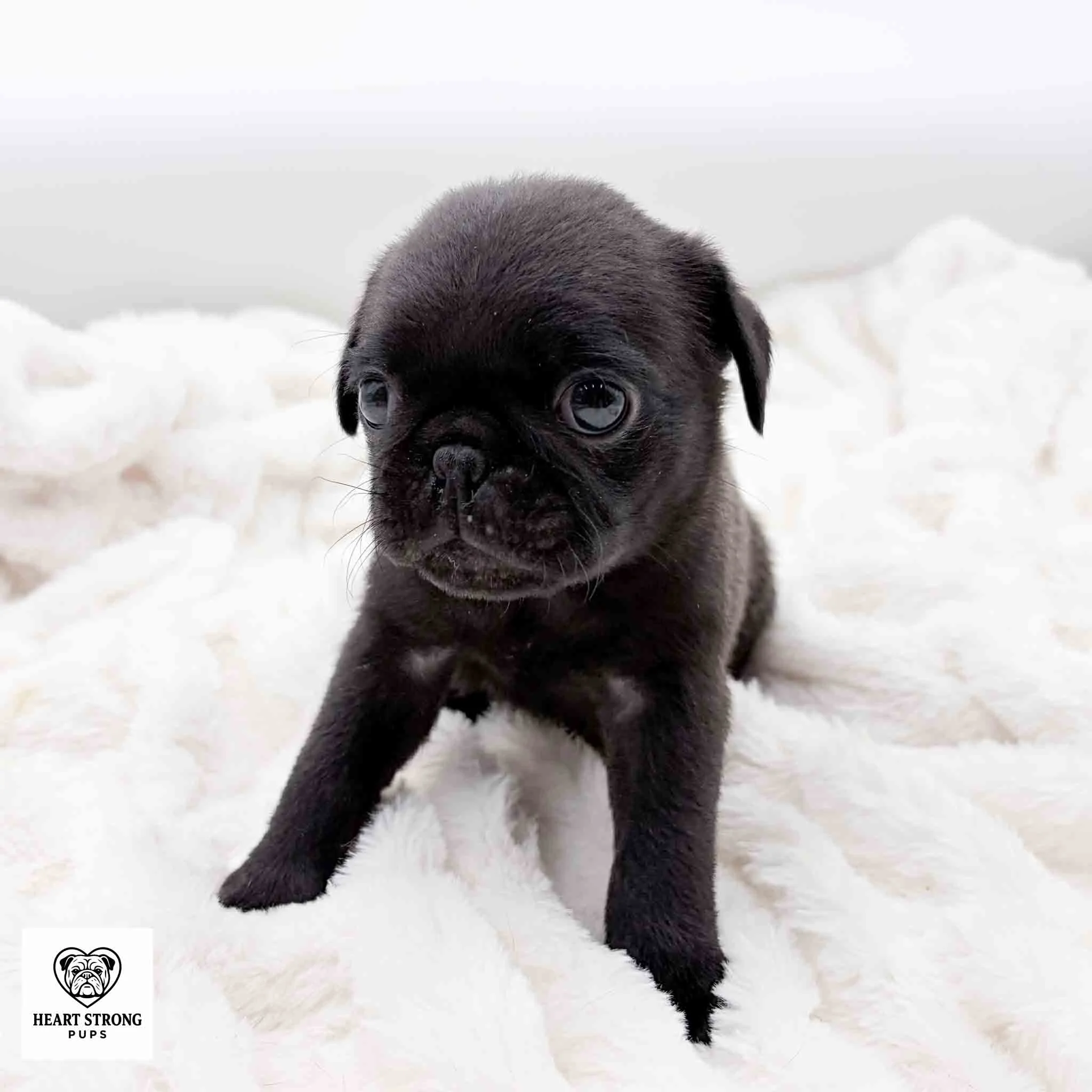 Ozzy the black Pug puppy sitting tall on white soft blanket