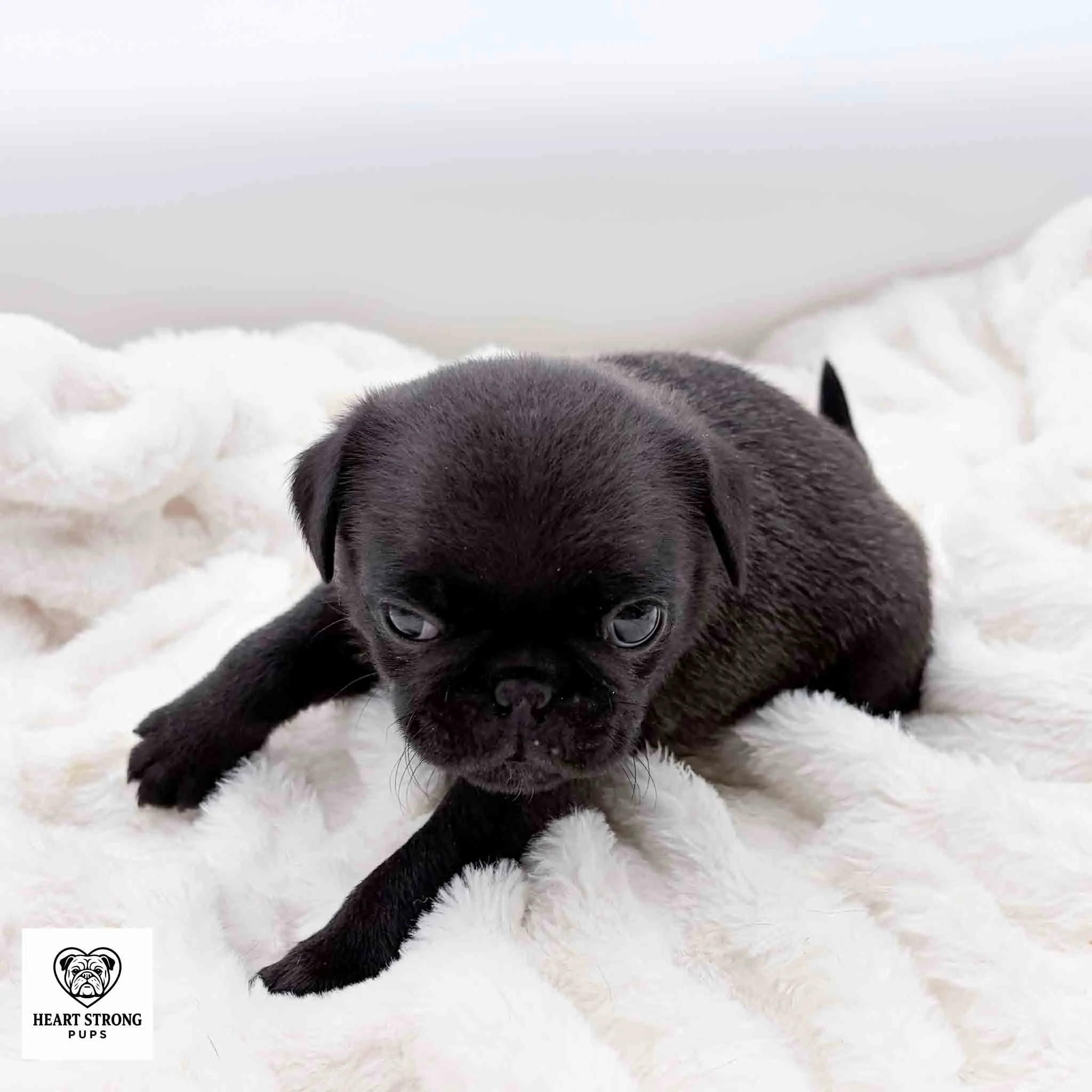 Ozzy the black Pug ready to take a nap on blanket
