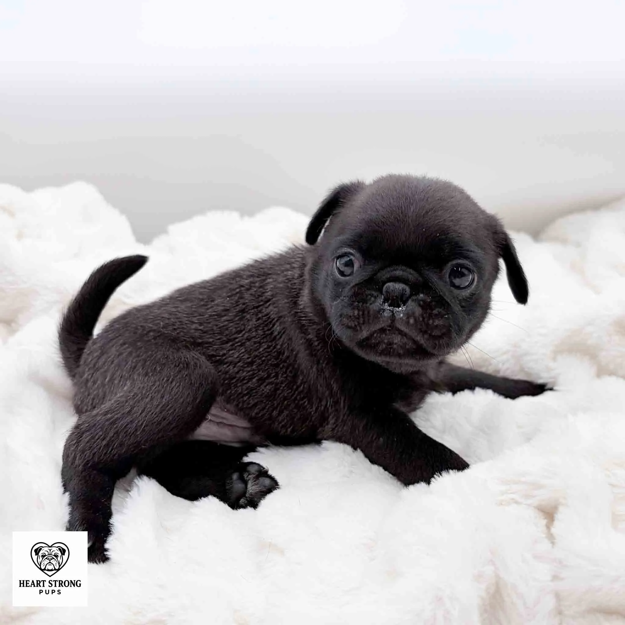 Ozzy the Pug just chilling out on his soft blanket