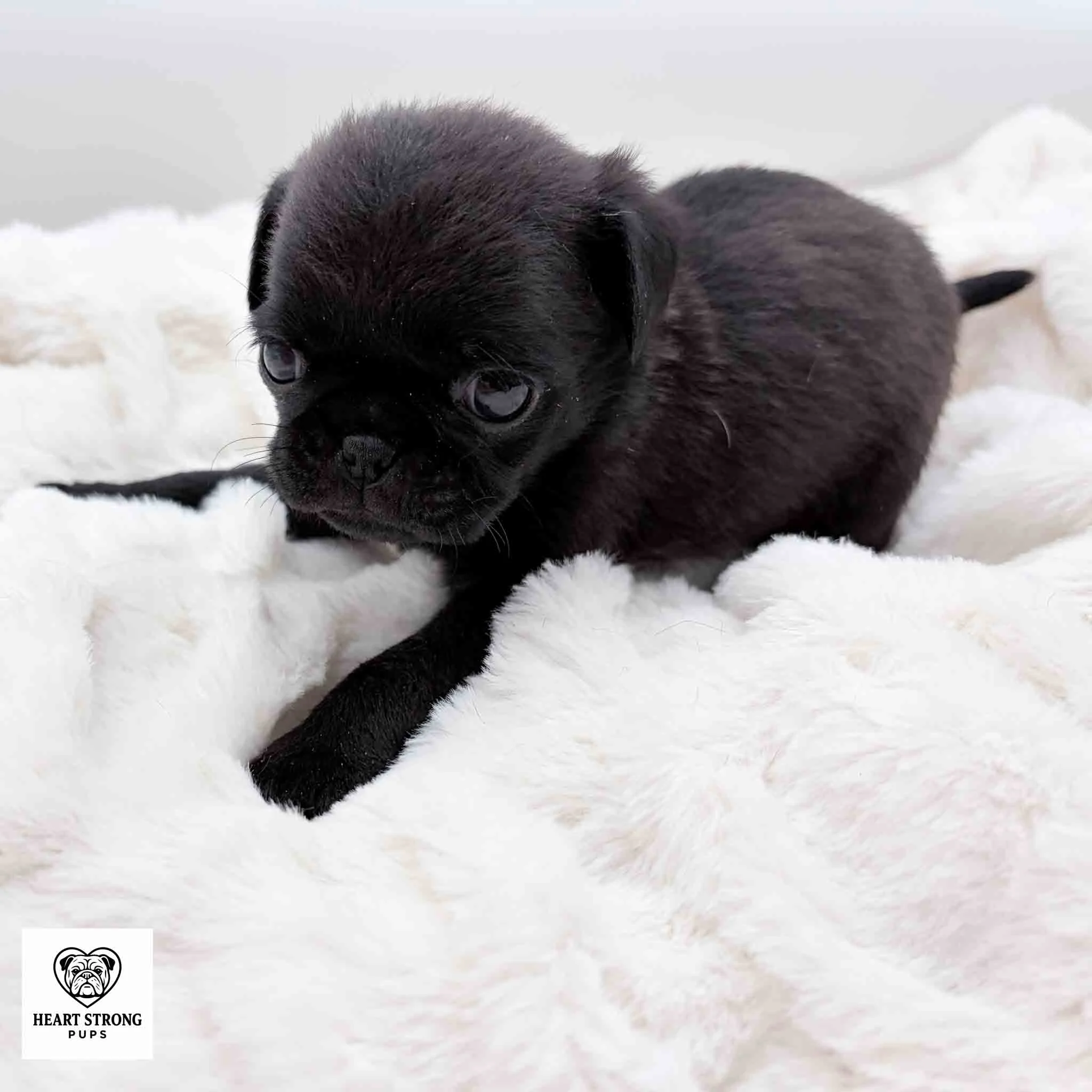 Cookie the black Pug puppy laying on soft white blanket with the smallest nose