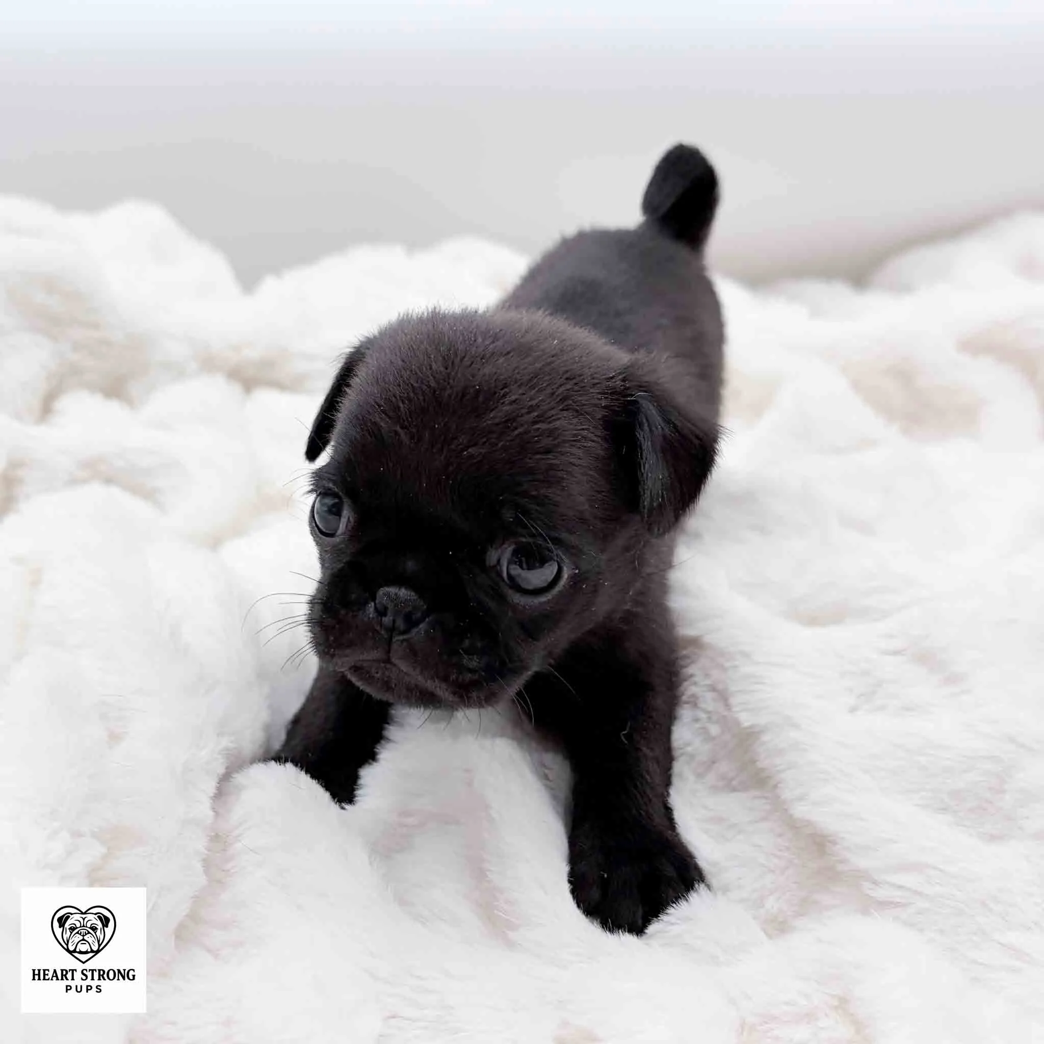 Cookie the black Pug puppy laying on white soft blanket