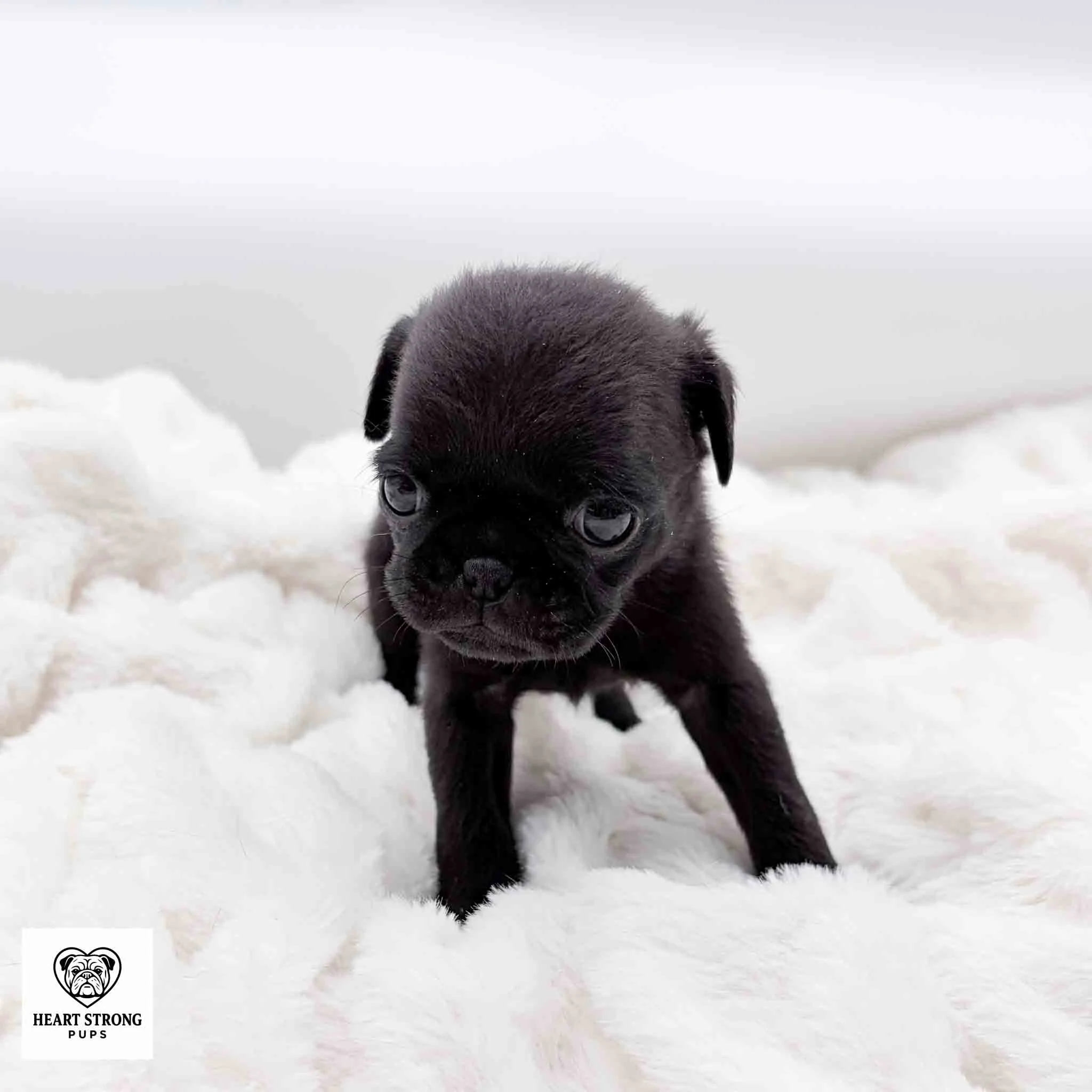 Cookie the Pug Puppy standing on white blanket