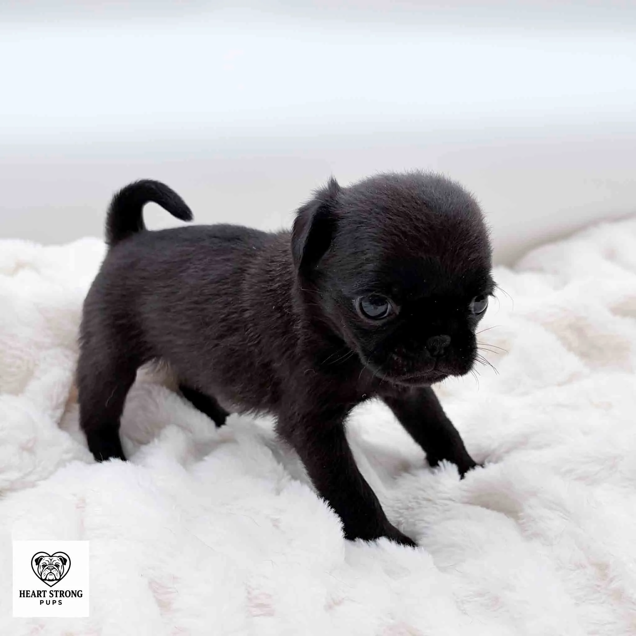 Cookie the Pug standing on blanket and ready to run for it.