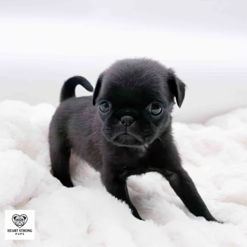Cookie the Black pug standing on white blanket with her tail curled up