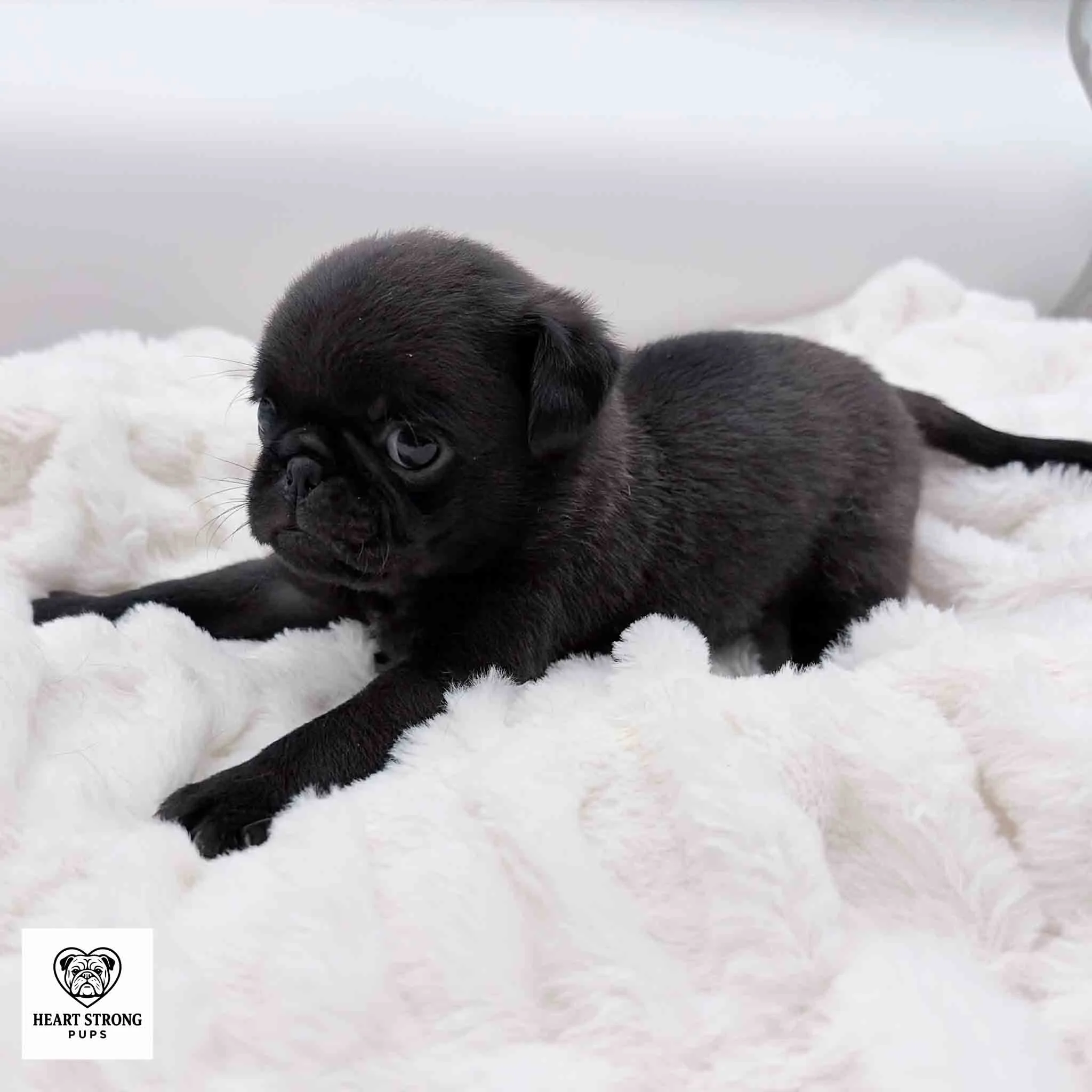 Ollie the pug giving the side eye while laying on a soft white blanket