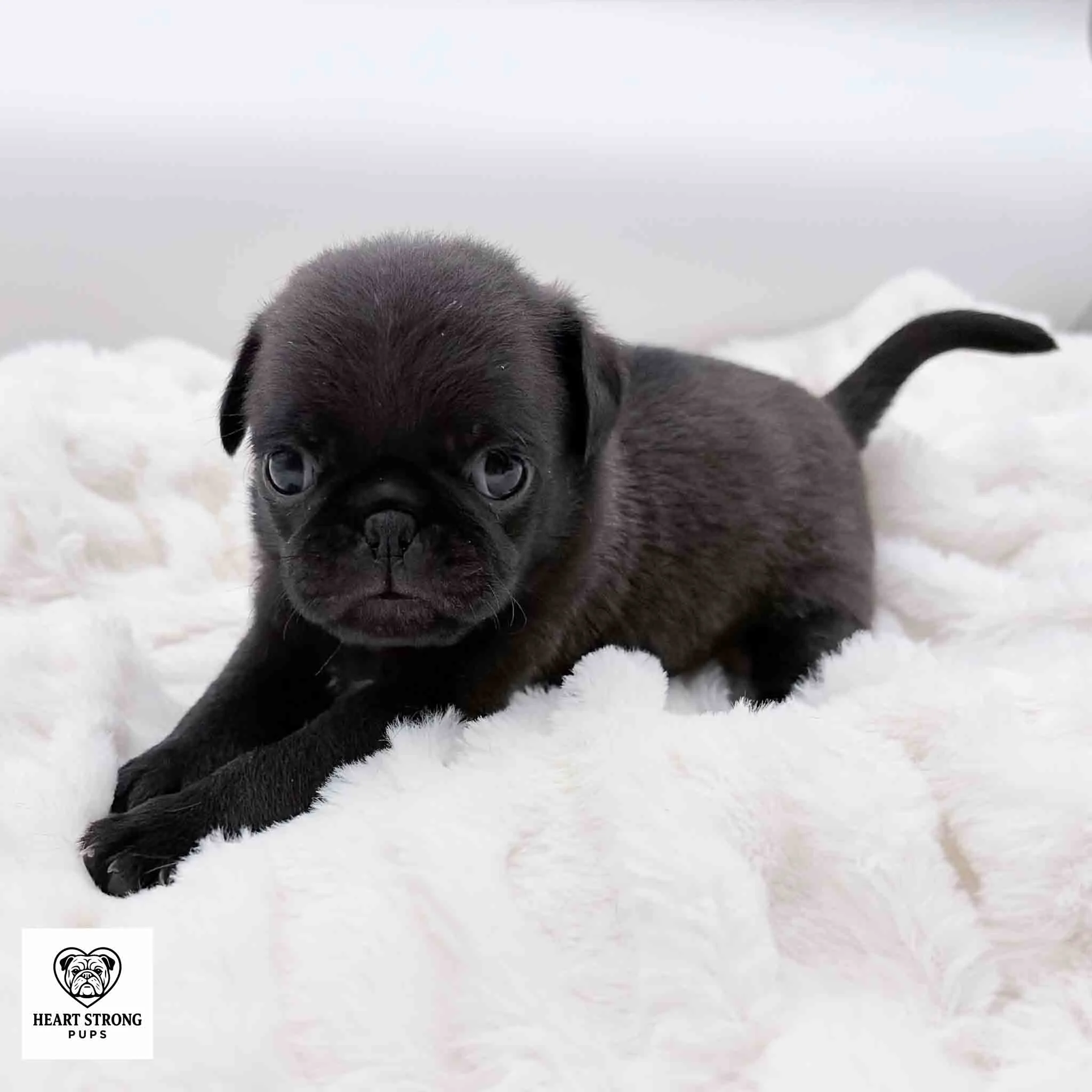 Ollie the Pug giving a cute pose on white blanket