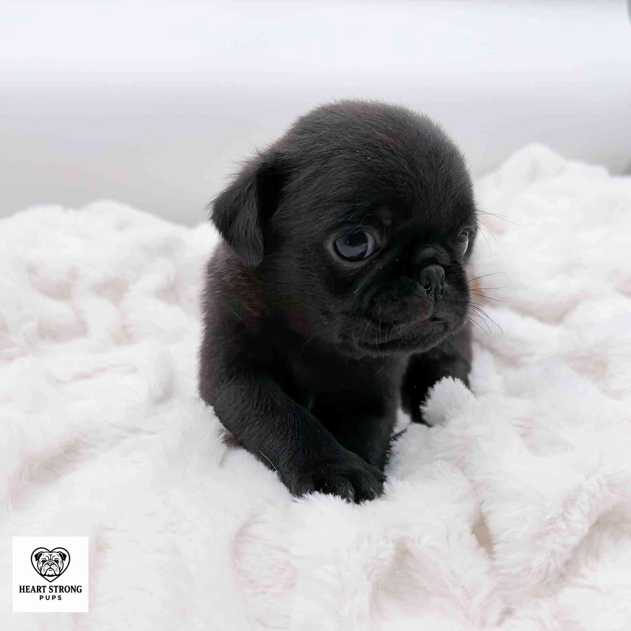 Ollie the Black Pug laying on soft white blanket with white background