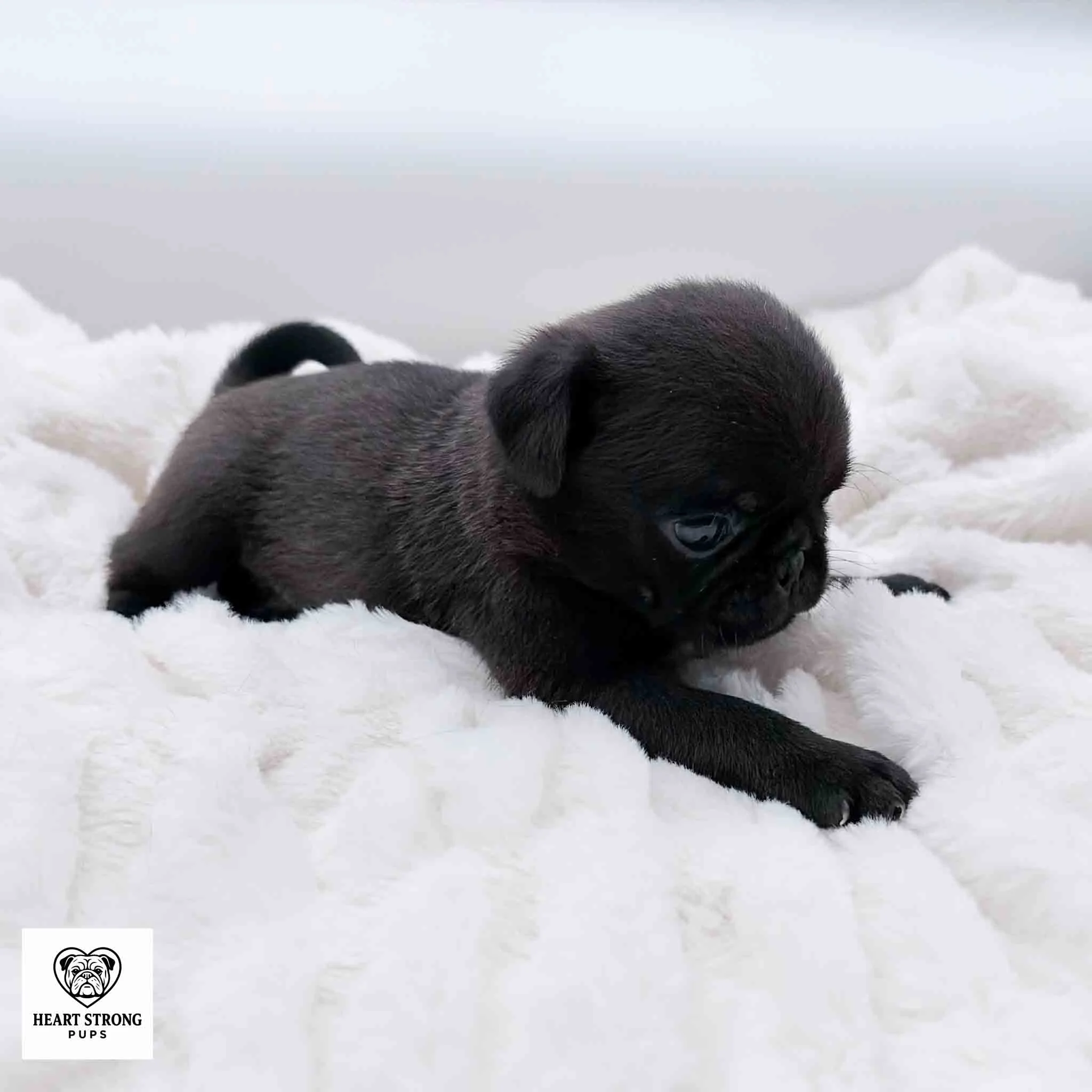 Ollie the Pug checking out the white blanket