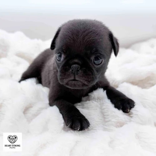 Ollie the black Pug laying on soft white blanket