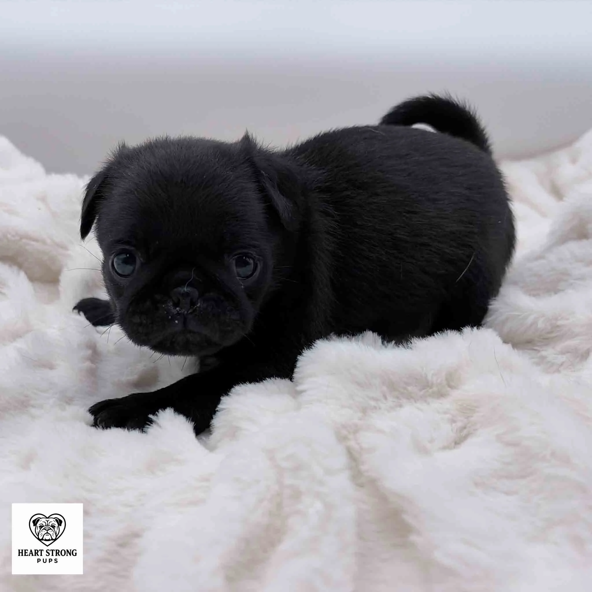 Marley the Pug with the biggest eyes laying on soft white blanket