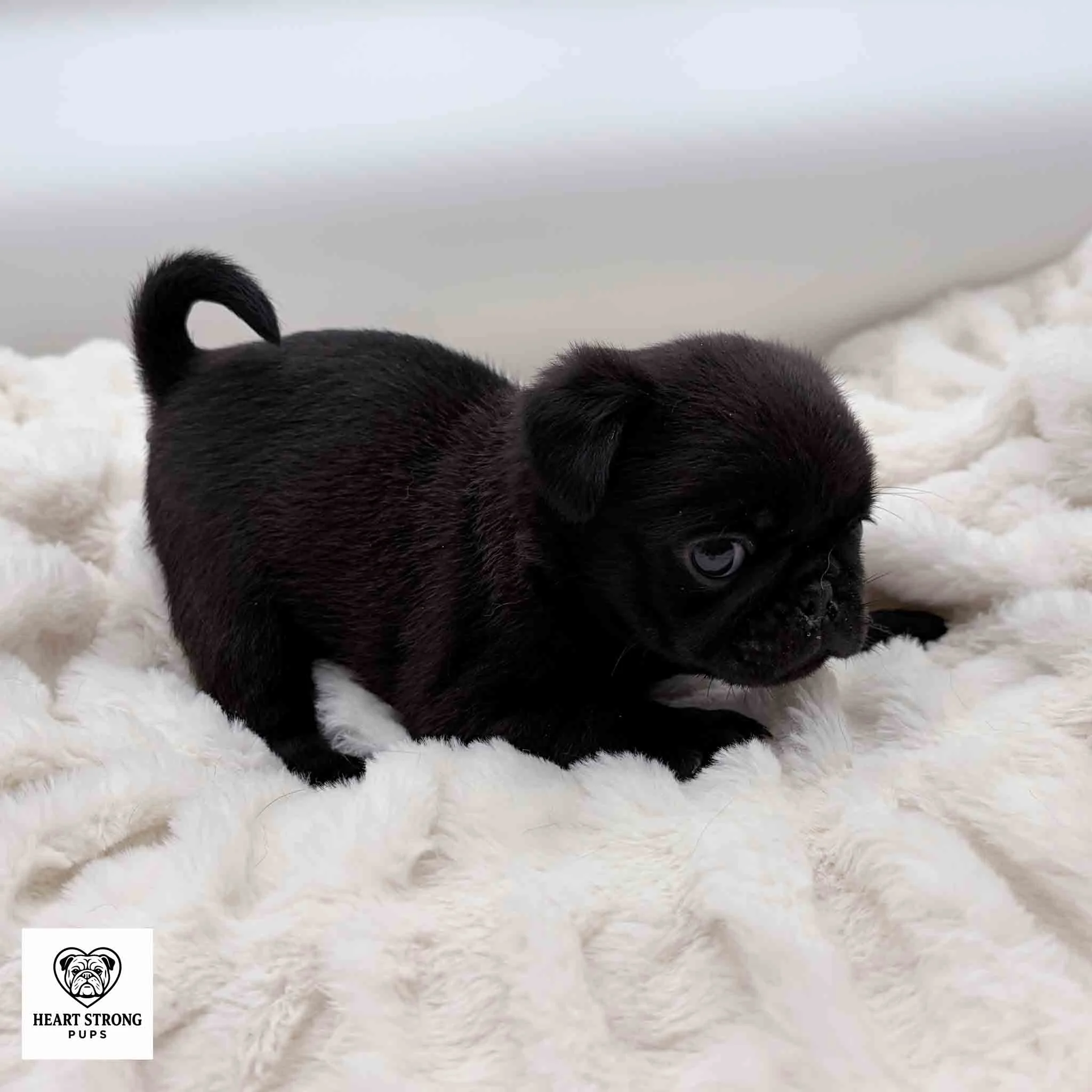 Marley the Pug giving the side eye with her tail curled up.