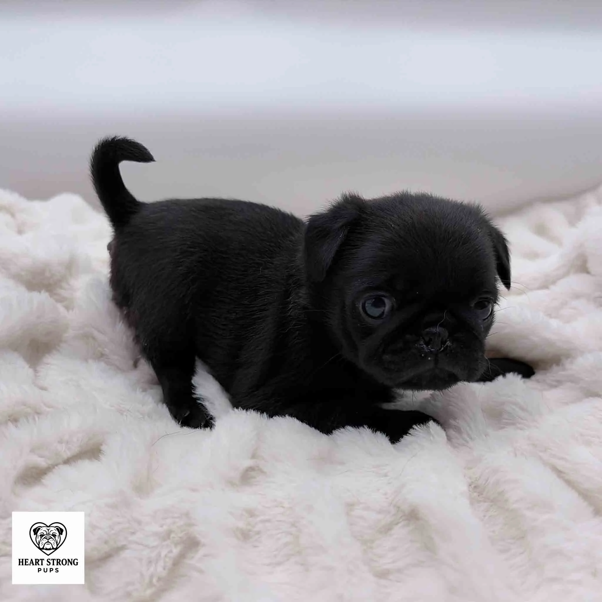 Marley the Pug puppy chilling on white blanket