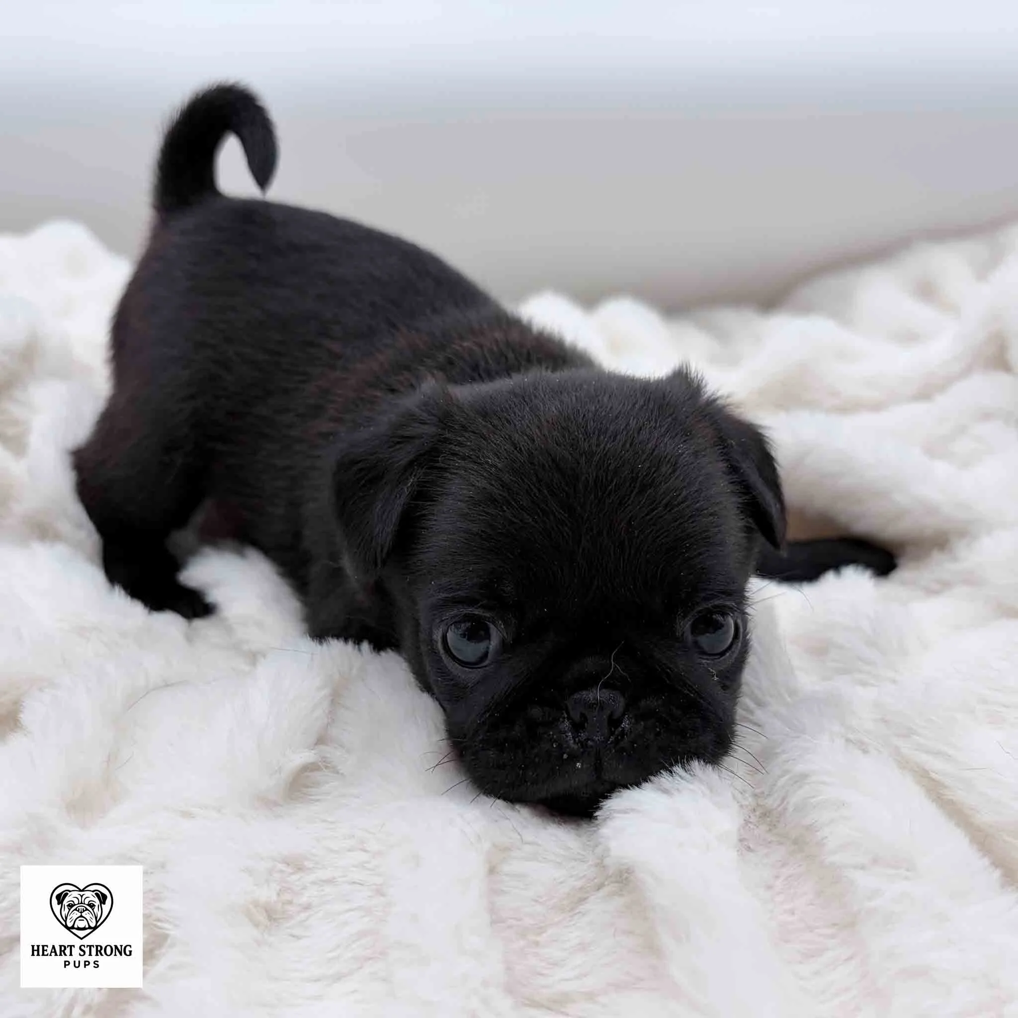 Marley the black Pug looking mischievous with tail curled in air