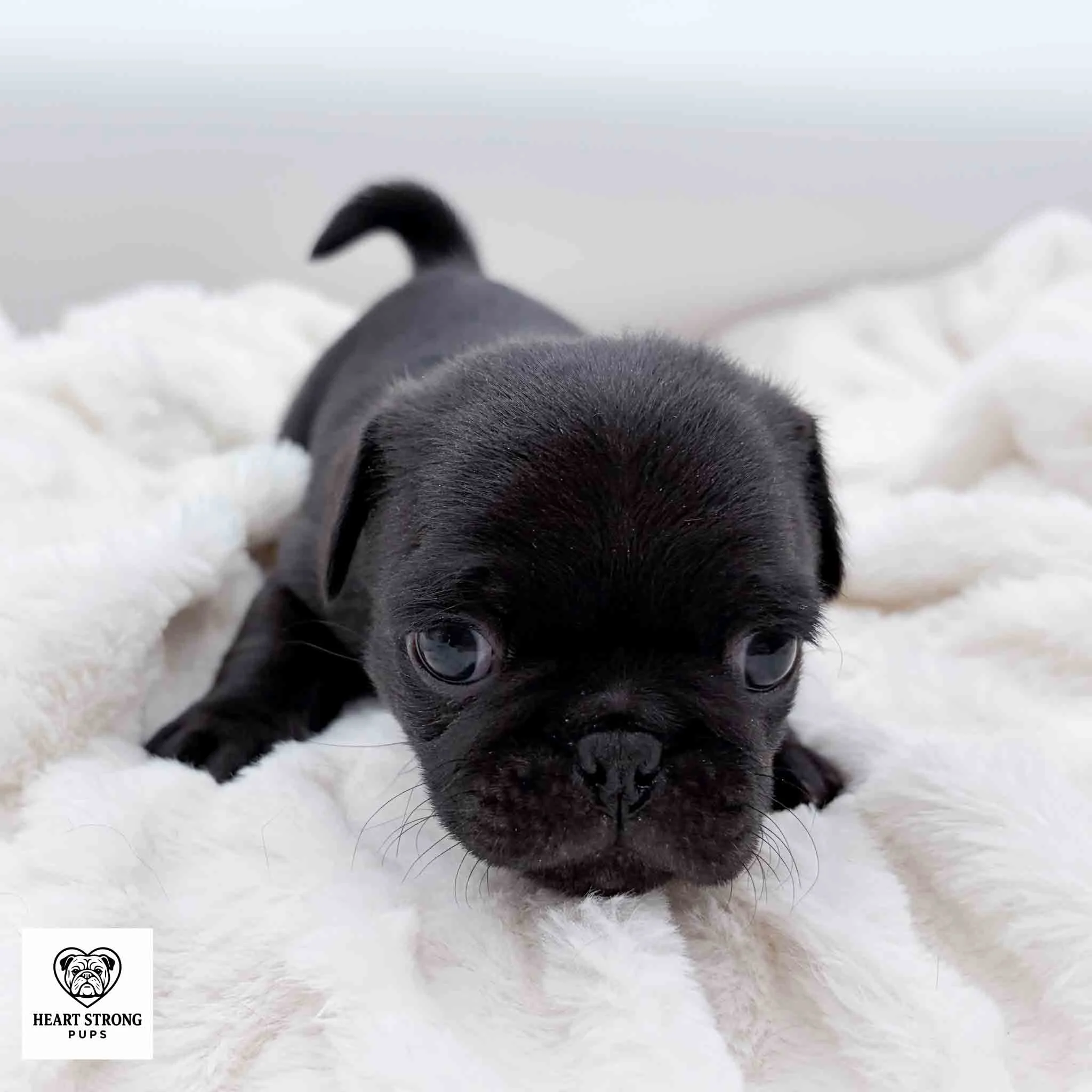 Nugget the pug laying on white blanket with tail sticking up