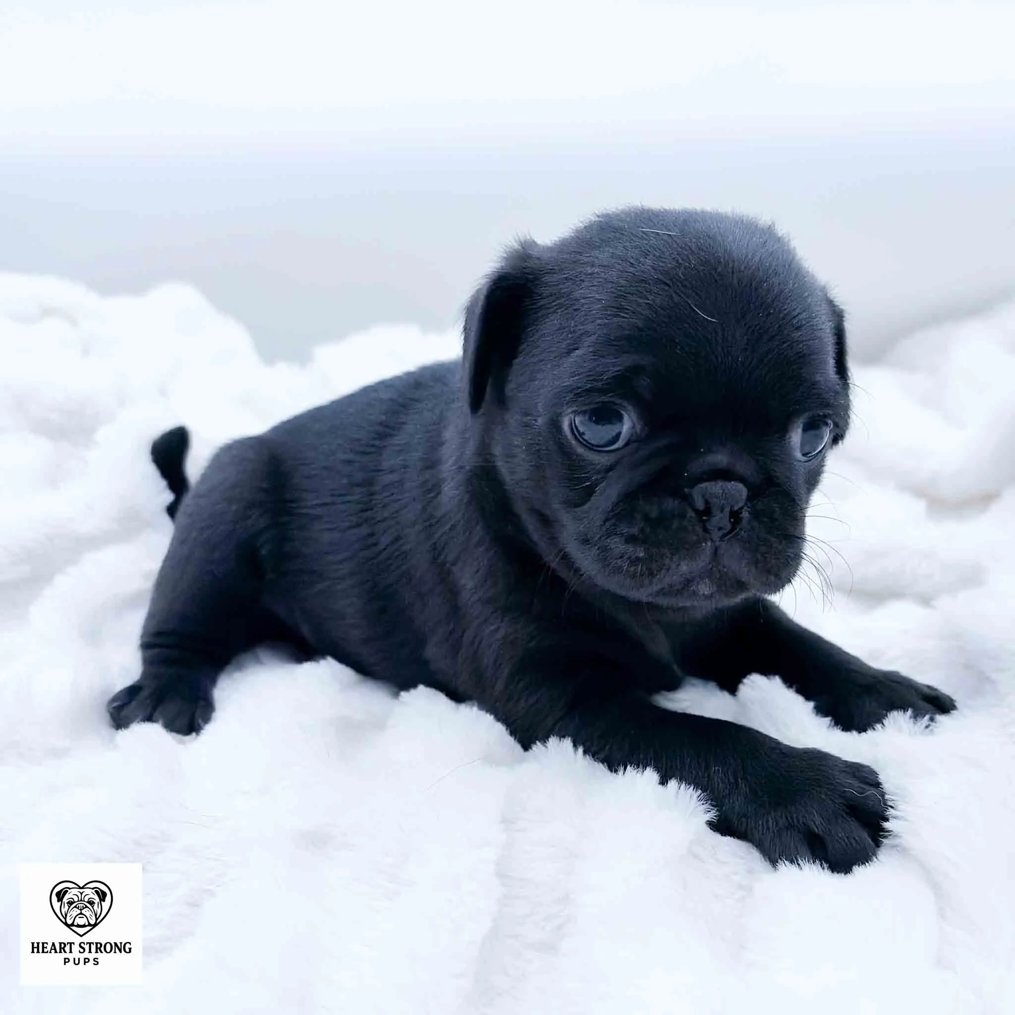 Nugget the Pug laying on blanket with white background
