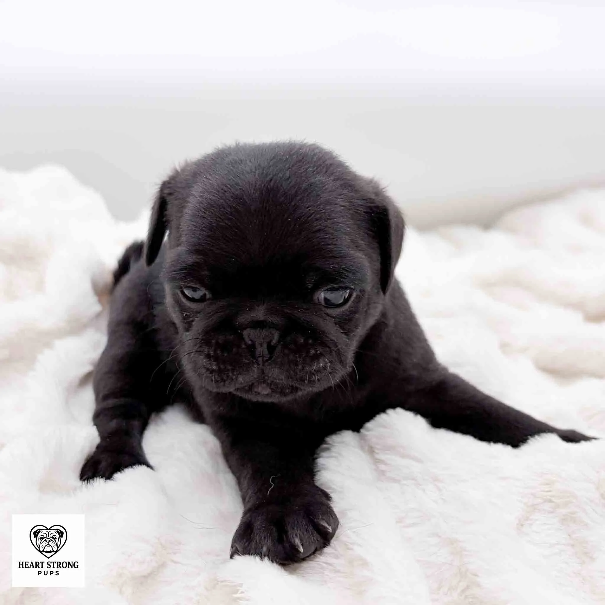Nugget the Pug laying on blanket