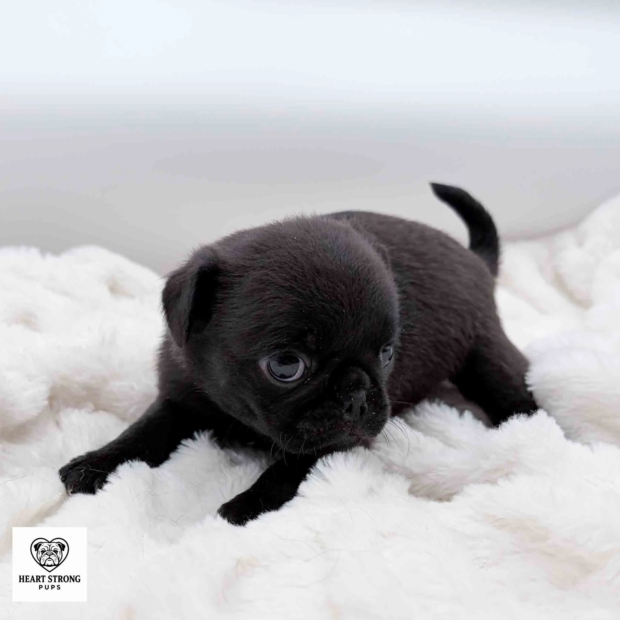 Kiwi the Pug curled up on white blanket