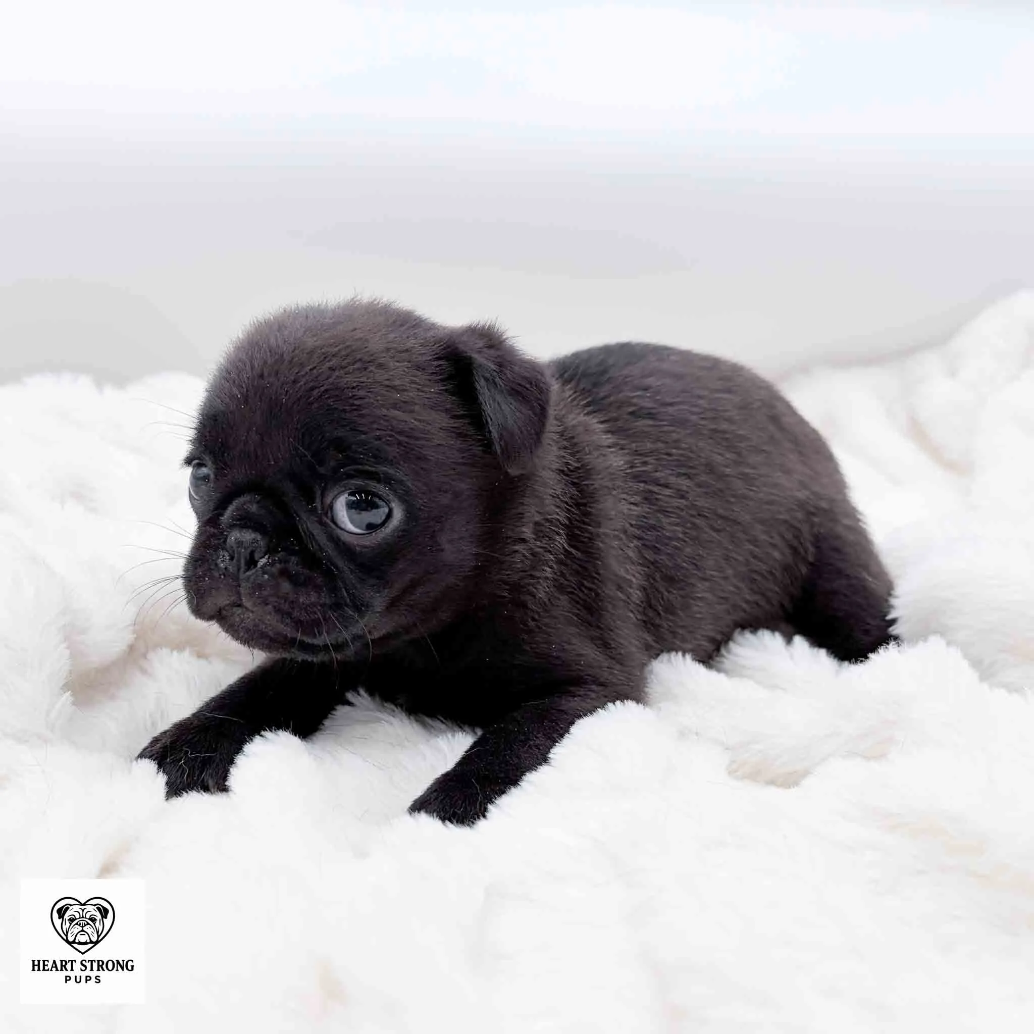 black Pug named Kiwi giving the side eye laying on soft white blanket