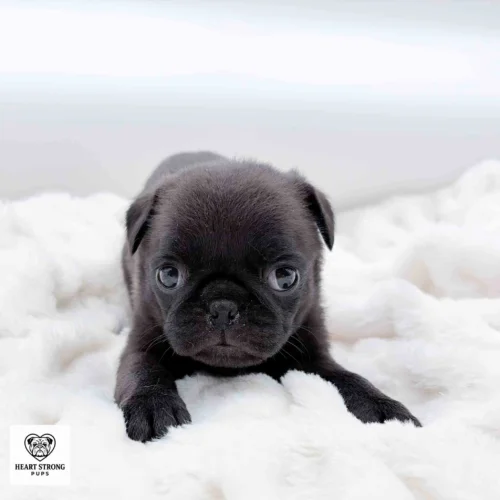 Kiwi the Pug laying on a soft white blanket with white background