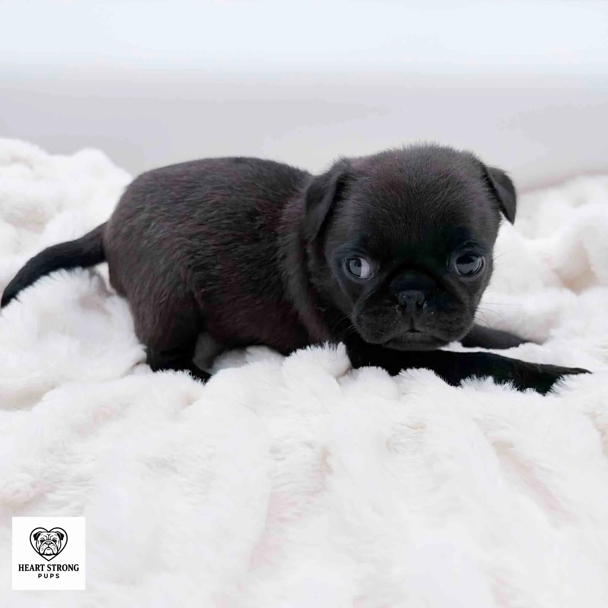 Kiwi a black pug puppy on soft white blanket